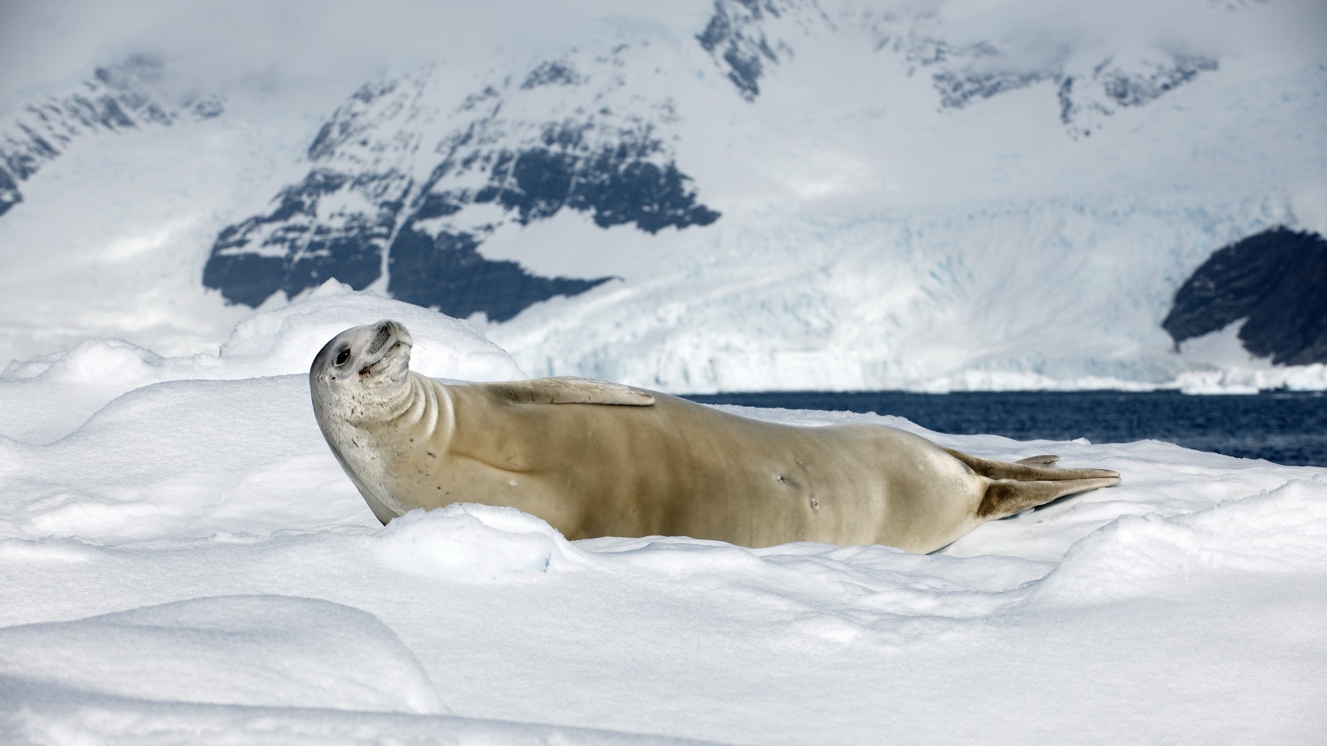тюлень, крабоед, солнечный день, улыбка, Антарктида, животное, Crabeater seal, sea calf, Antarctica, snow, sunny day, animal, smile (horizontal)