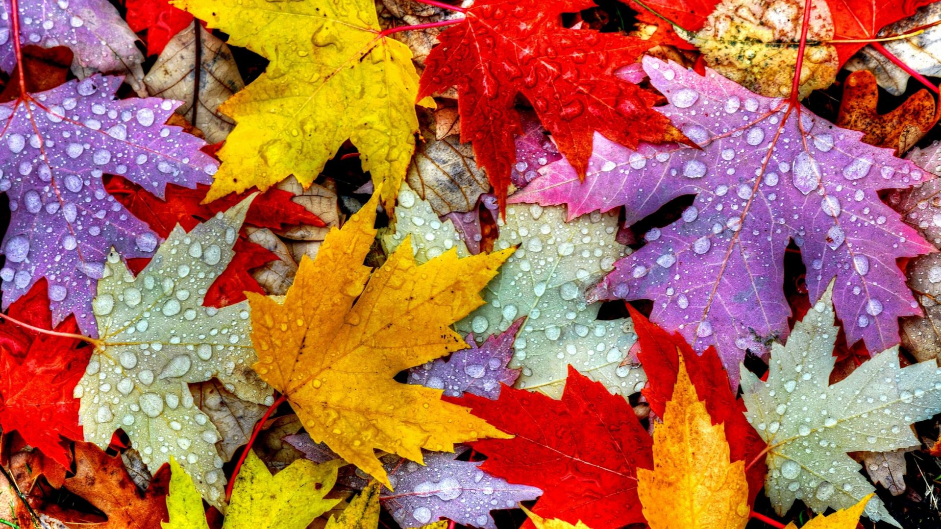 листья, 5k, 4k, осень, капли, Leaves, 5k, 4k wallpaper, drops, rain, autumn (horizontal)