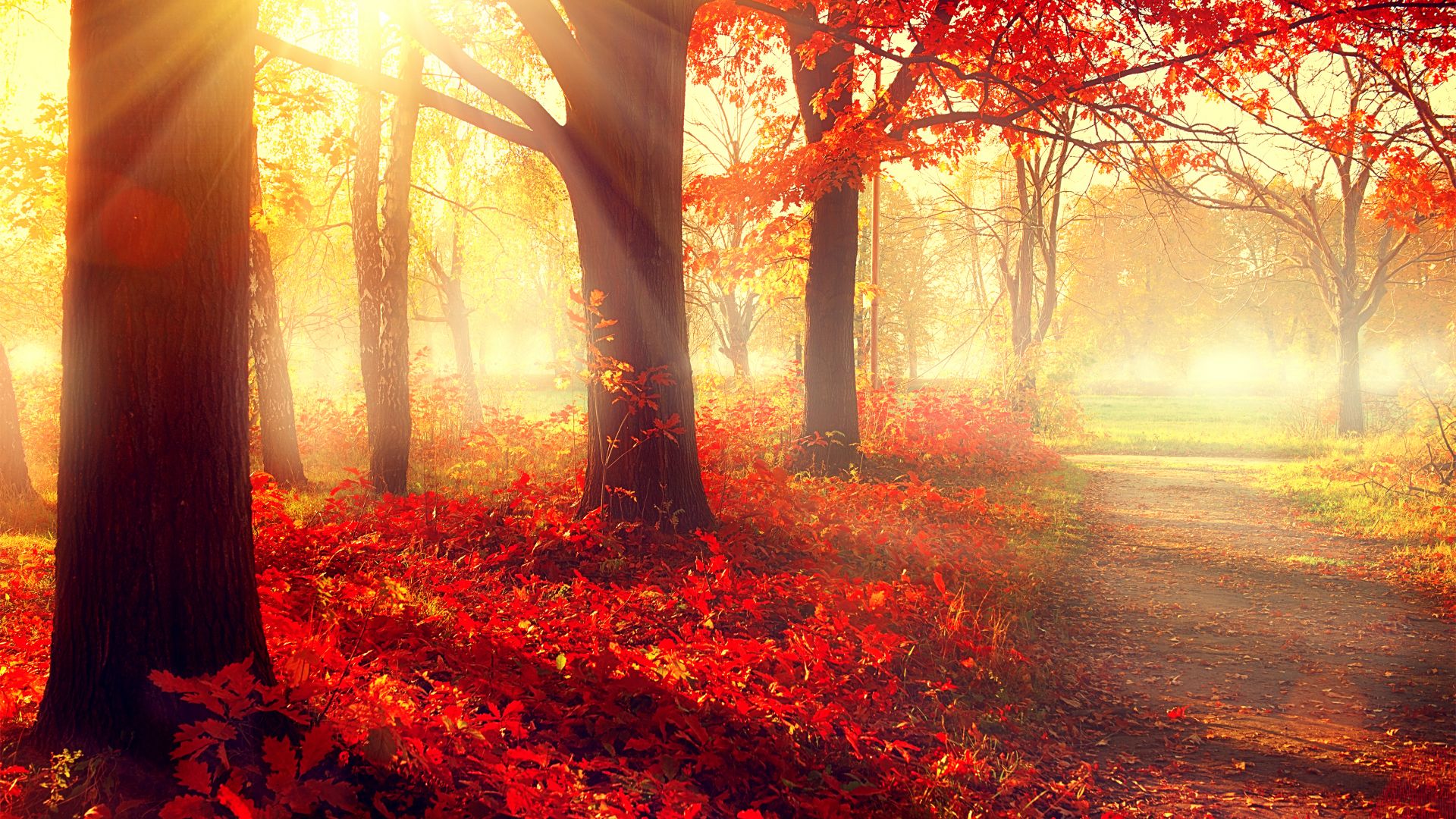 парк, 5k, 4k, осень, листья, деревья, park, 5k, 4k wallpaper, autumn, beautiful, leaves, trees (horizontal)