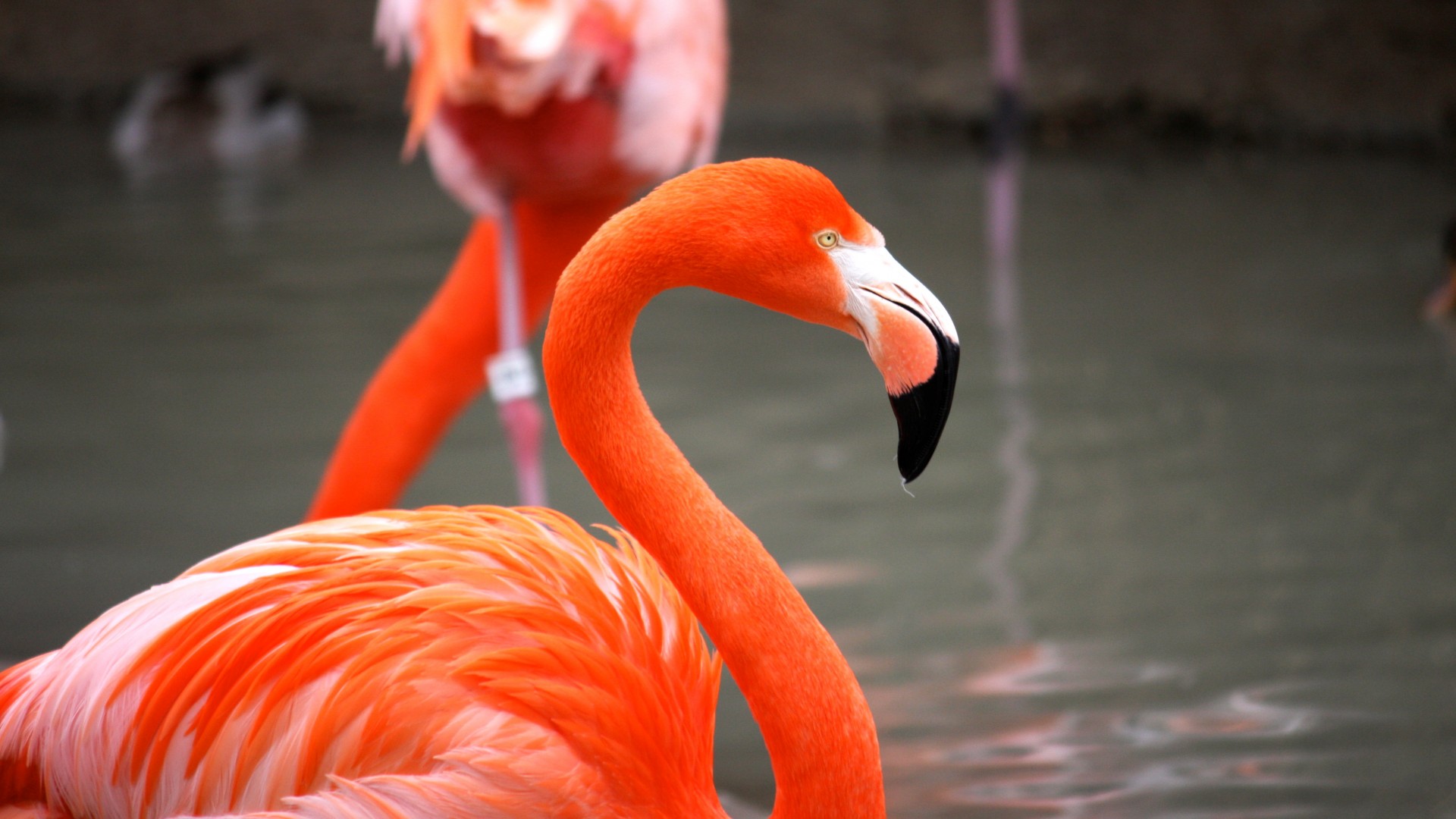 фламинго, сан диего, зоопарк, птица, красные, перья, туризм, водоем, Flamingo, Sun Diego, zoo, bird, red, plumage, tourism, pond (horizontal)