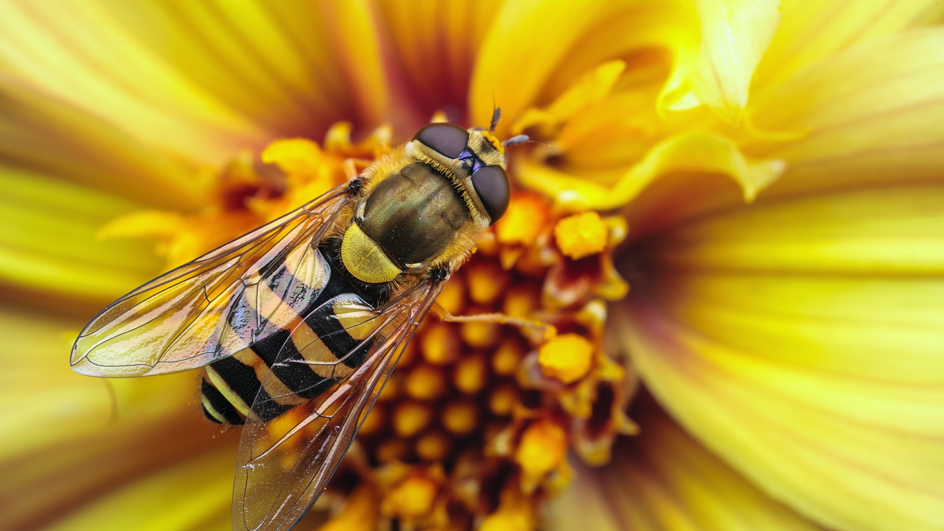 пчела, оса, цветок, нектар, желтый, крылья, макро, насекомые, Bee, wasp, flower, yellow, wings, macro, stripes, insects (horizontal)