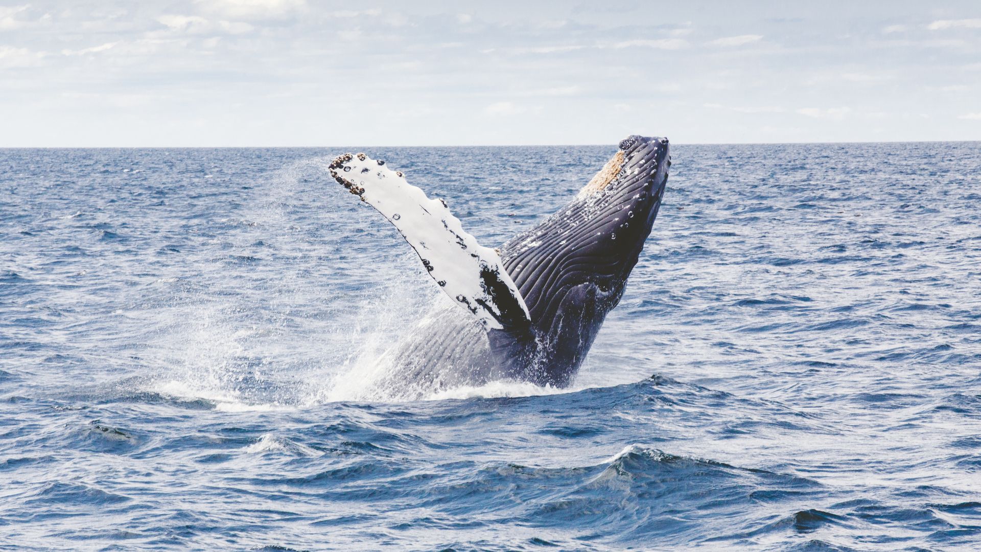 кит, 5k, 4k, 8k, океан, whale, 5k, 4k wallpaper, 8k, ocean (horizontal)