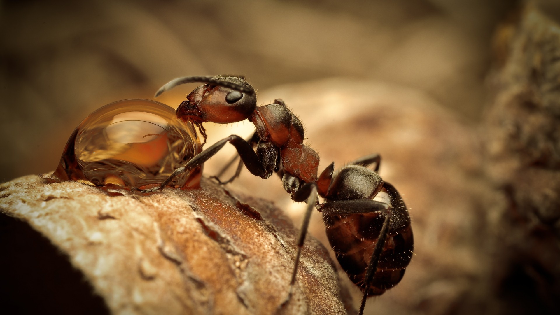 муравей, насекомые, макро, коричневый, пьет воду, Ants, insects, water drops, macro, brown, Drinking, Water (horizontal)