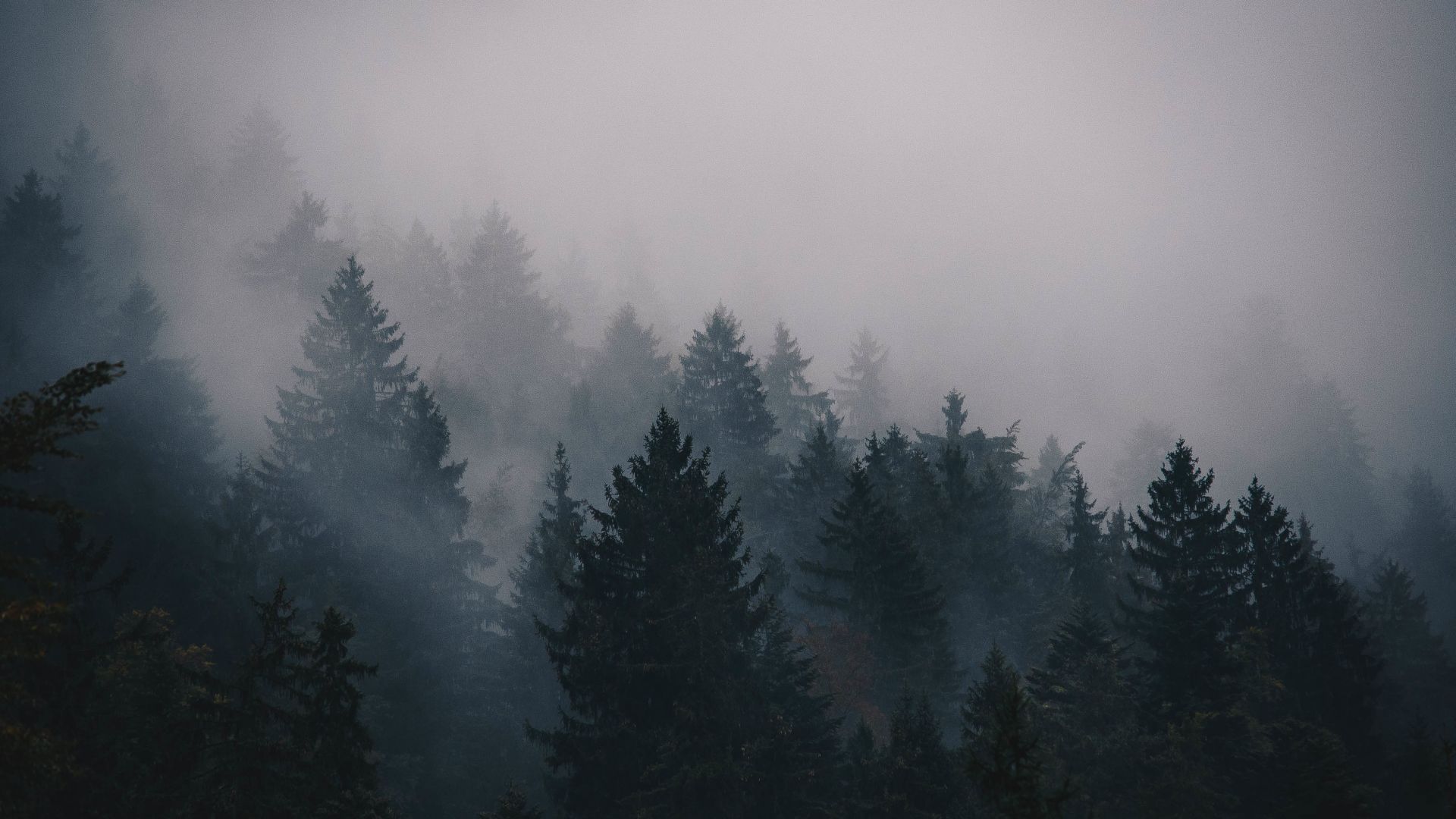 туман, 5k, 4k, лес, деревья, fog, 5k, 4k wallpaper, trees, forest (horizontal)