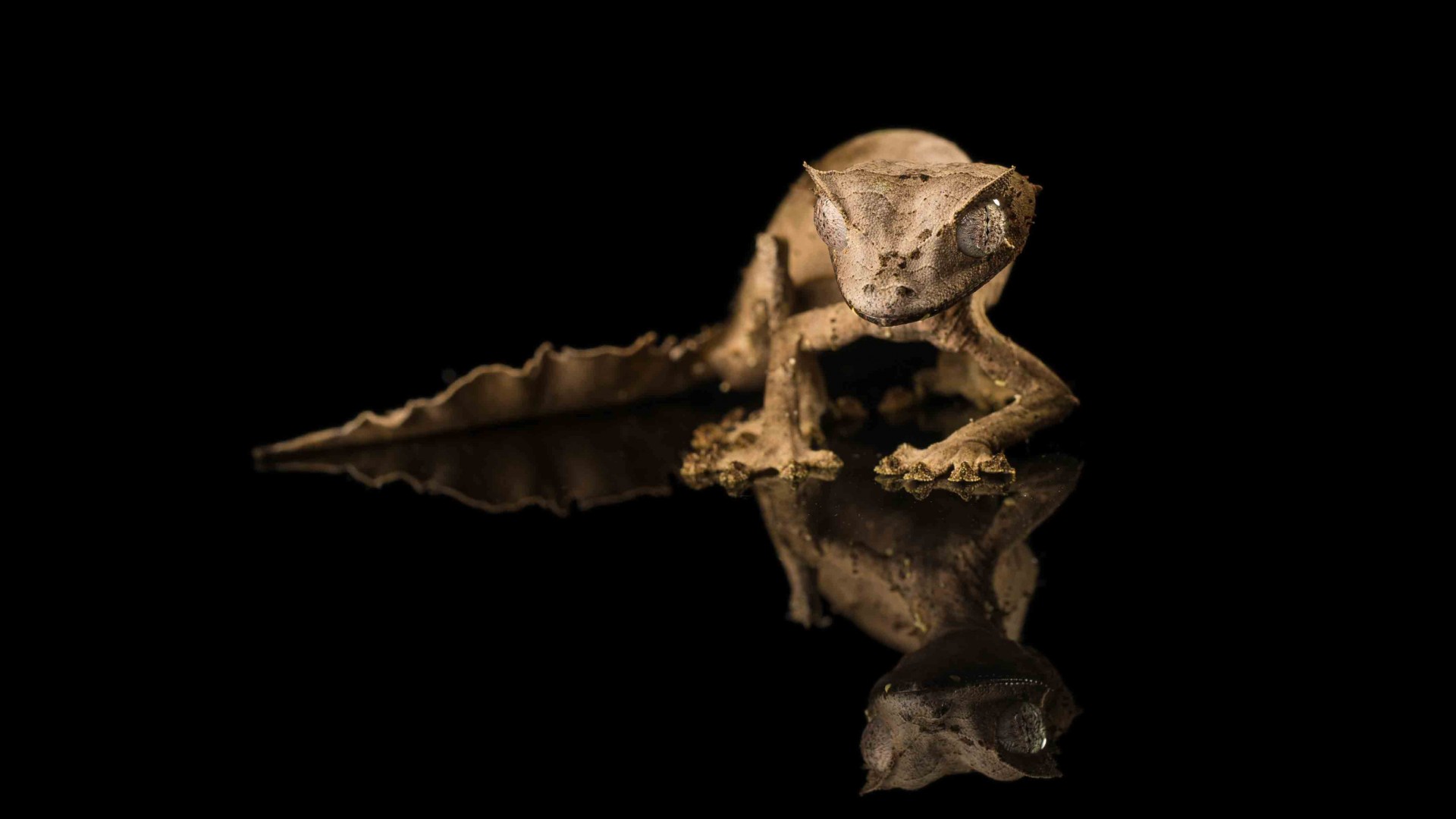 гекко, отражение, черный фон, рептилия, глаза, серый, Tiger Gecko, reflection, black background, reptile, eyes, gray (horizontal)