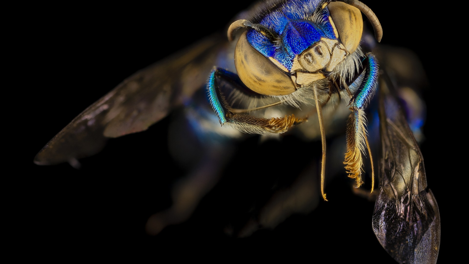 пчела, макро, аргентина, мексика, насекомые, черный, Euglossa Orchid Bee, Mexico, Argentina, macro, blue, green, insects, black background (horizontal)