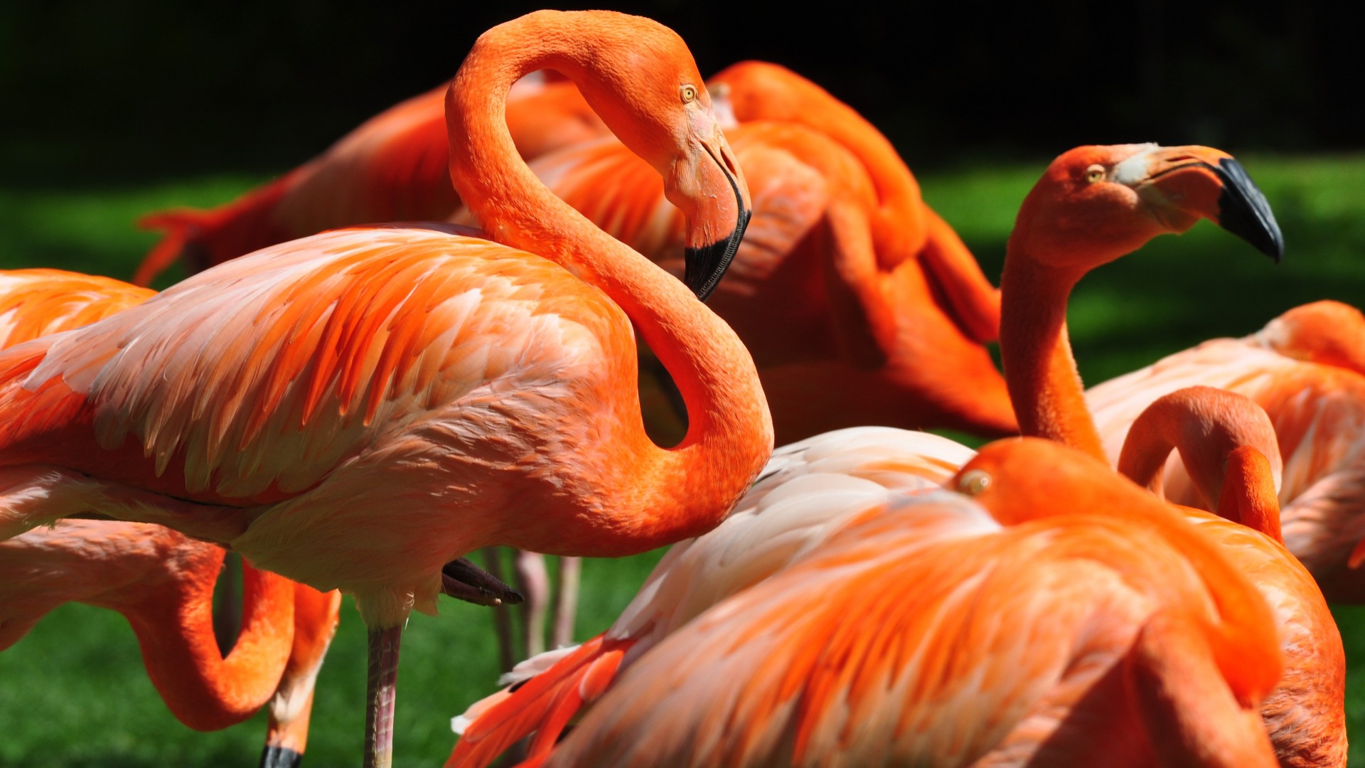 фламинго, сан диего, зоопарк, птица, красные, перья, туризм, Flamingo, Sun Diego, zoo, bird, red, plumage, tourism, green grass, tourism (horizontal)