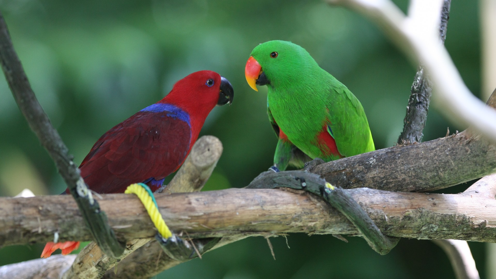 амазонские попугаи, птица, зеленая, красная, природа, животное, туризм, ветка, Amazon parrot, Antilles island, bird, green, red, nature, tourism, branch, animal (horizontal)