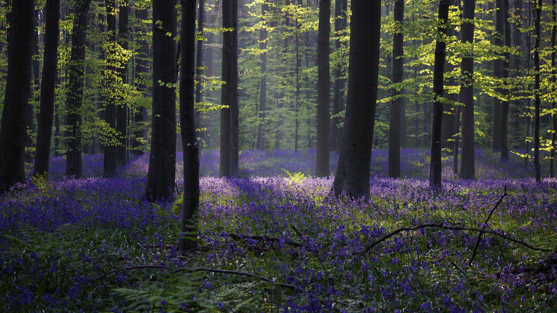 лес, колокольчик, подснежник, весна, бельгия, 4k, 5k, forest, bluebell, sunlight, spring, Halle, Belgium, 4k, 5k (horizontal)