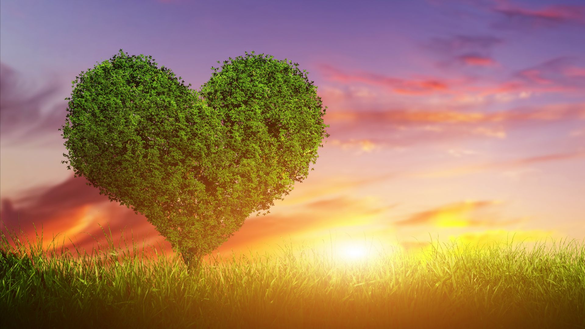 фото любовь, сердце, love image, heart, tree, 5k (horizontal)