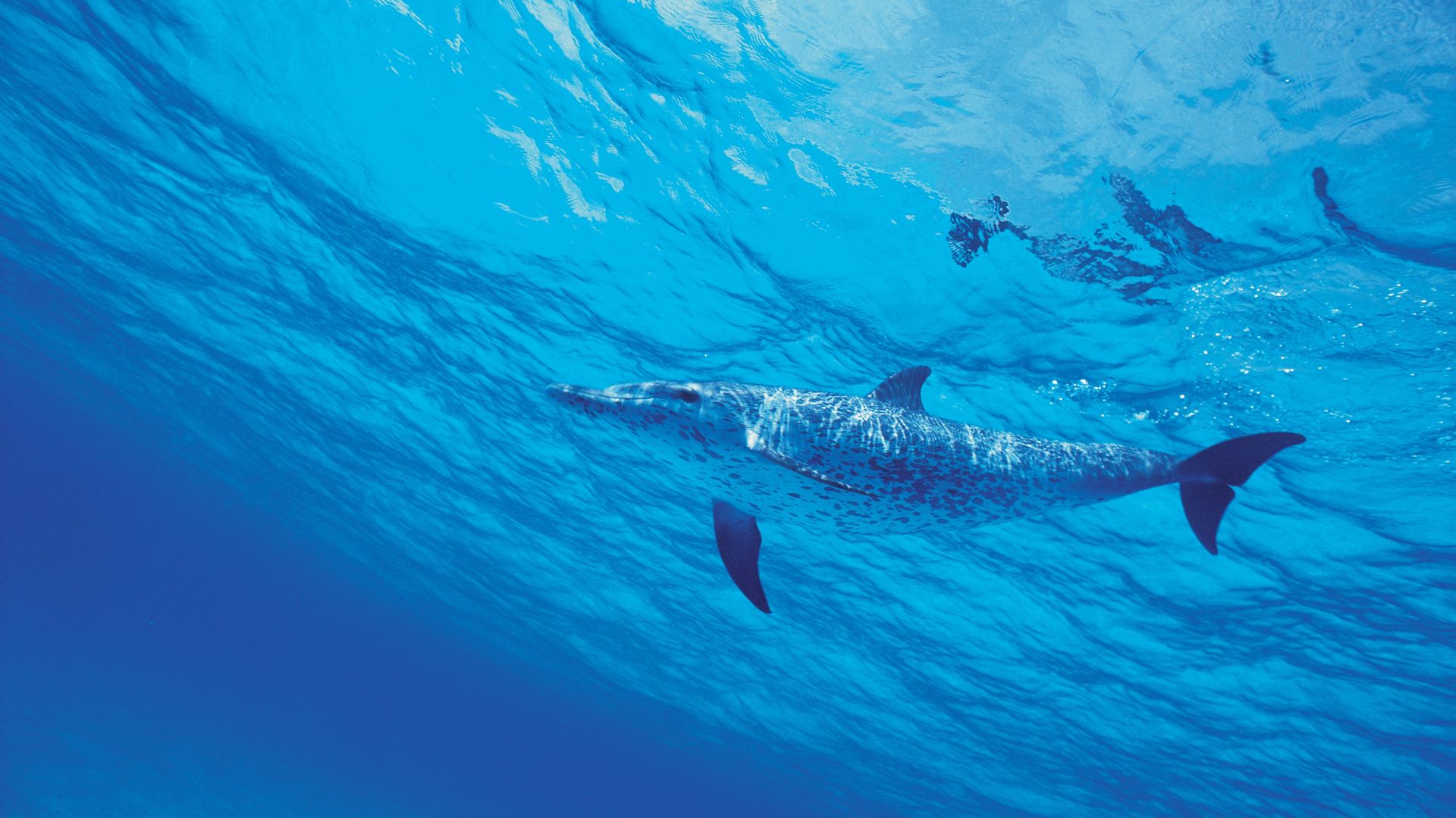 дельфин, dolphin, underwater, 4k (horizontal)