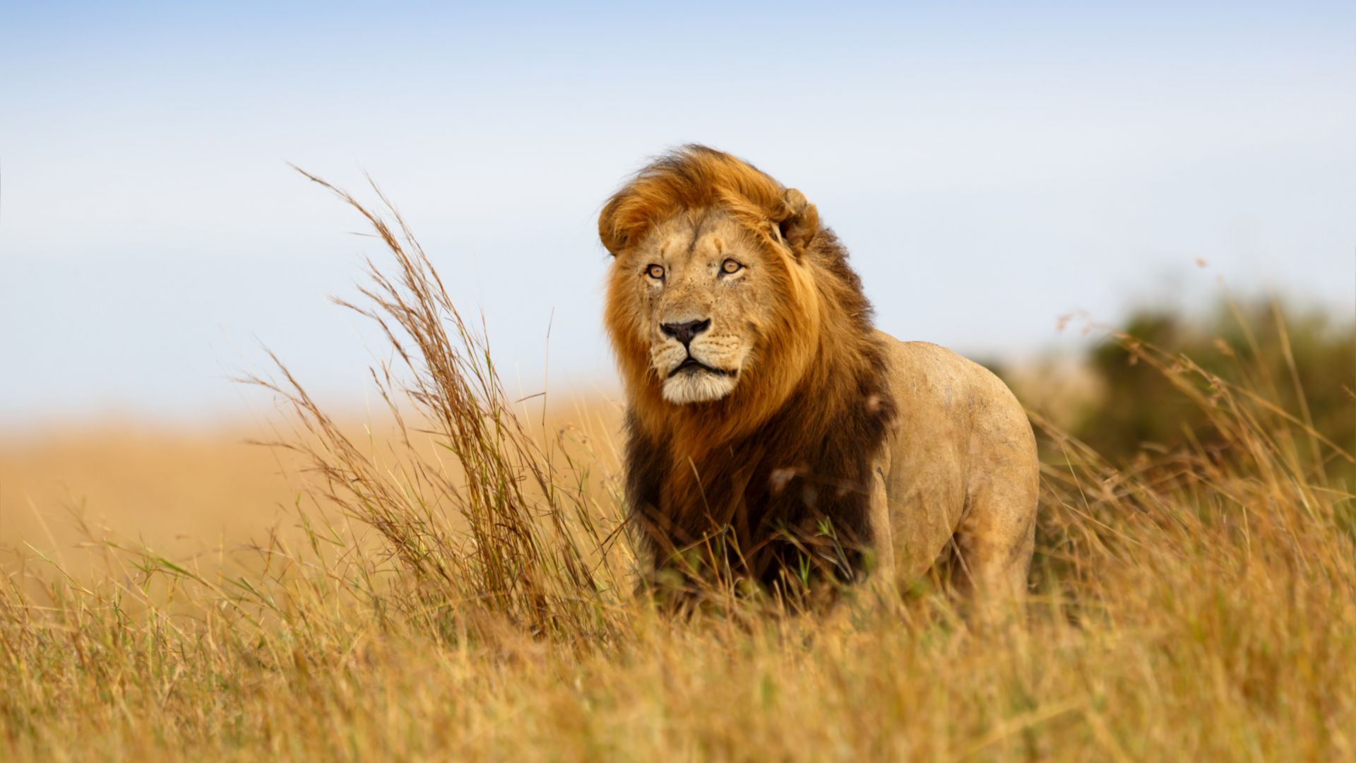 лев, саванна, lion, savanna, 5k (horizontal)