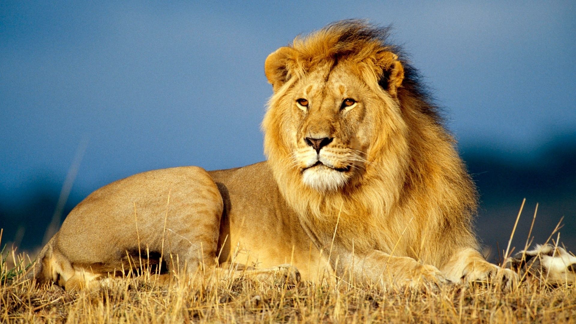 лев, саванна, lion, savanna, 4k (horizontal)