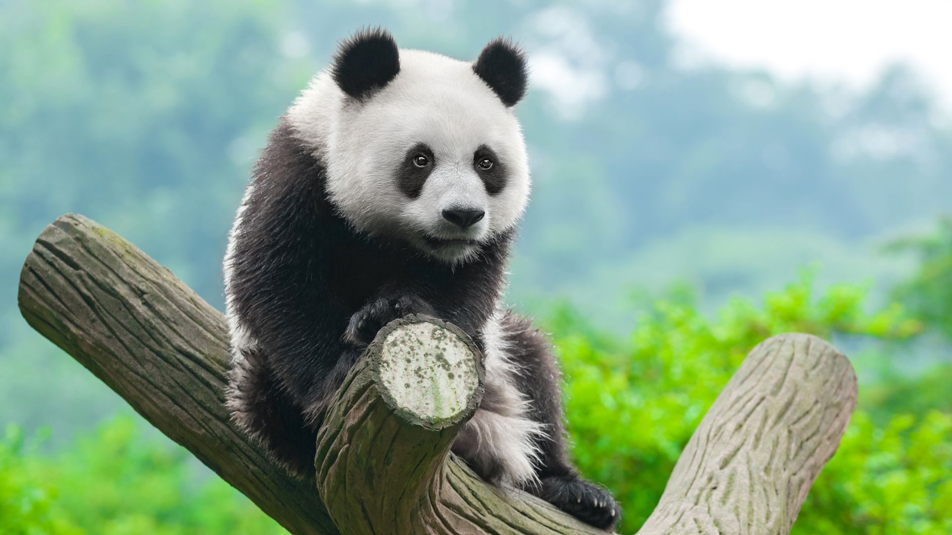 панда, panda, cute animals, 4k (horizontal)