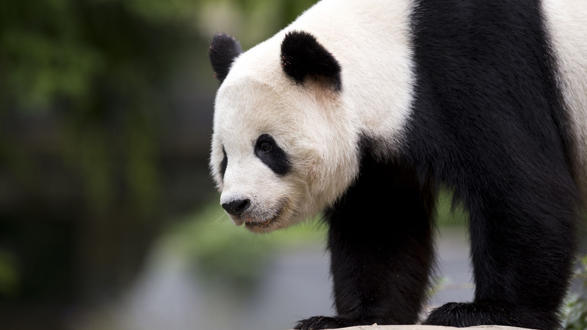 панда, panda, cute animals, 6k (horizontal)