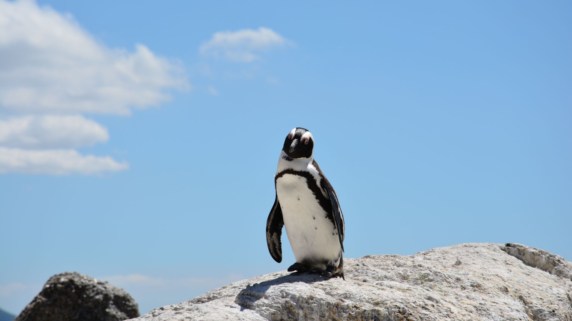 пингвин, penguin, sky, 4k (horizontal)