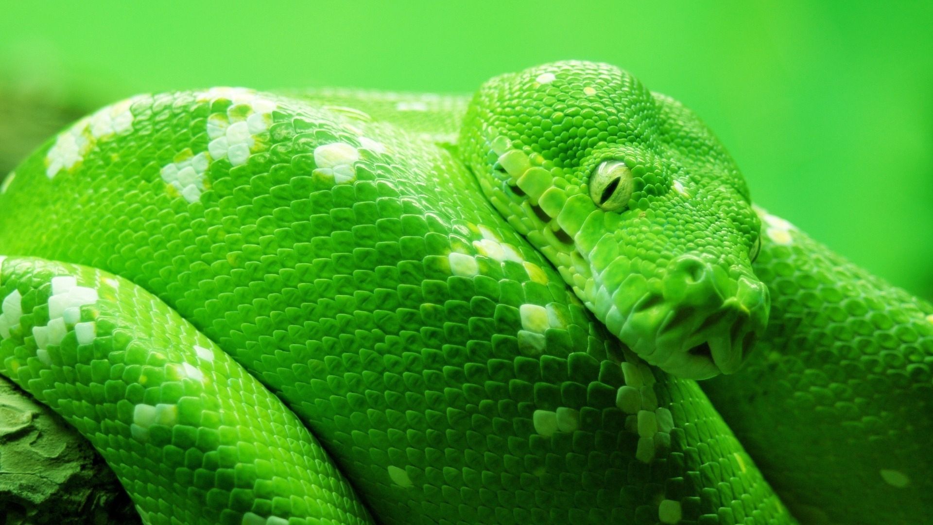 змея, snake, green, 4k (horizontal)