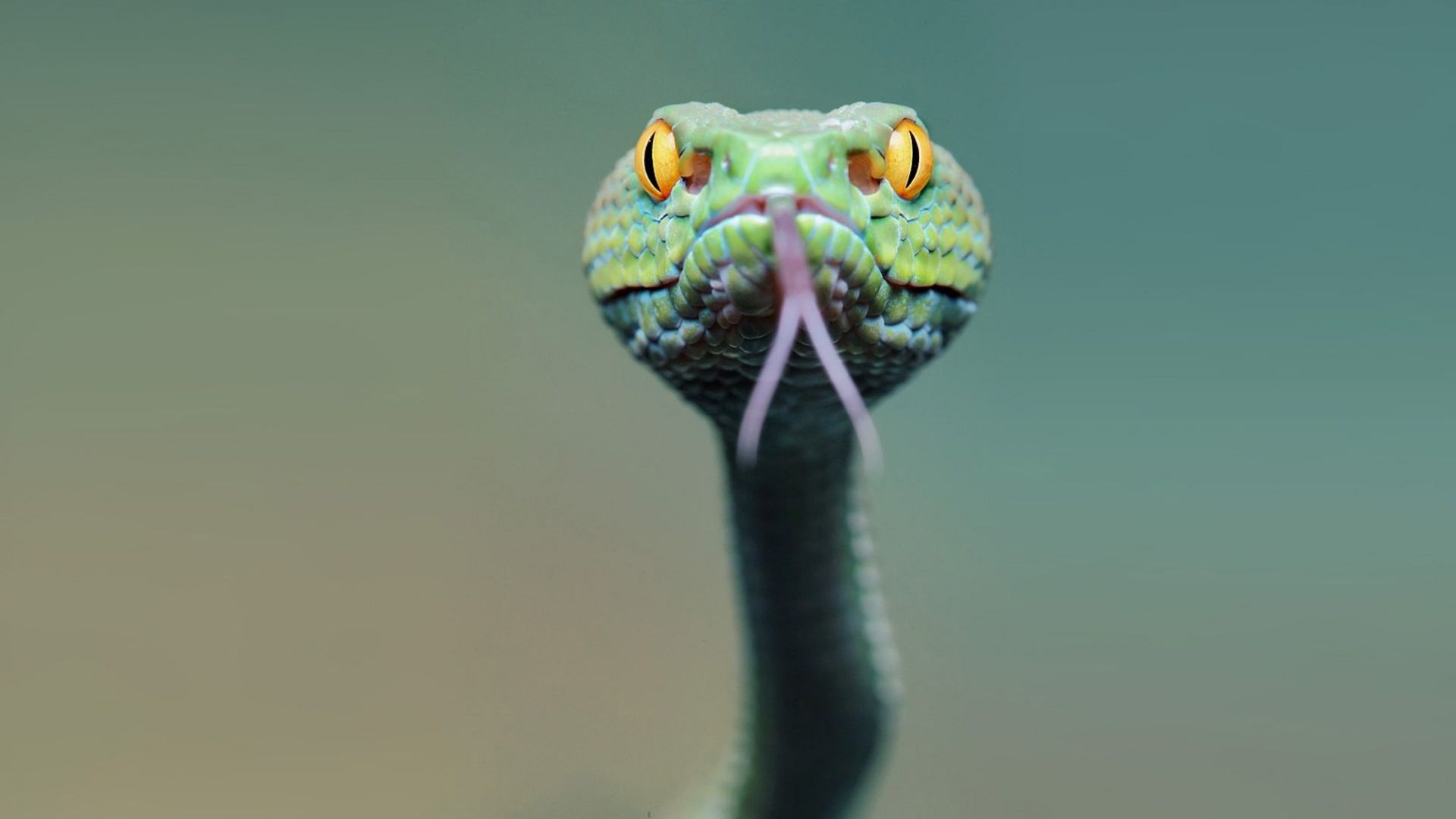 змея, snake, green, 4k (horizontal)