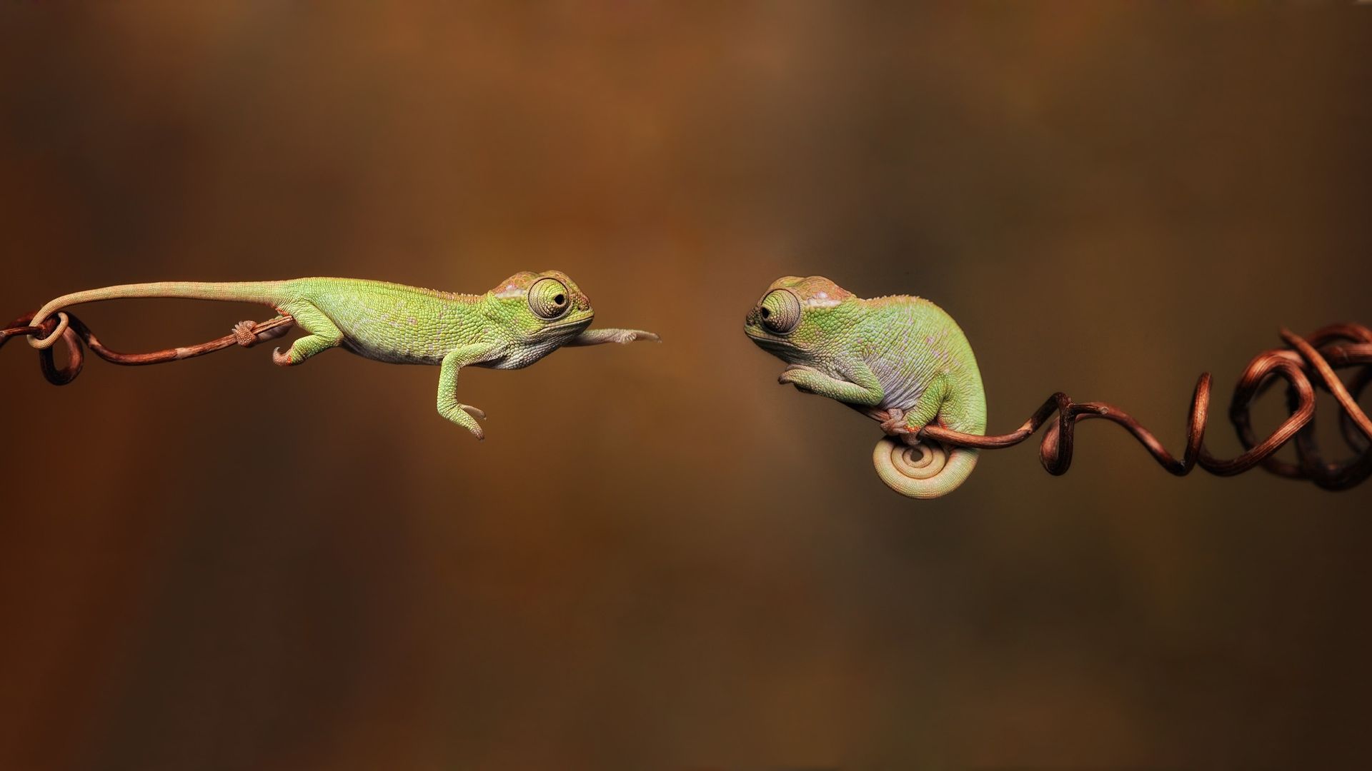 хамелеон, chameleon, 4k (horizontal)