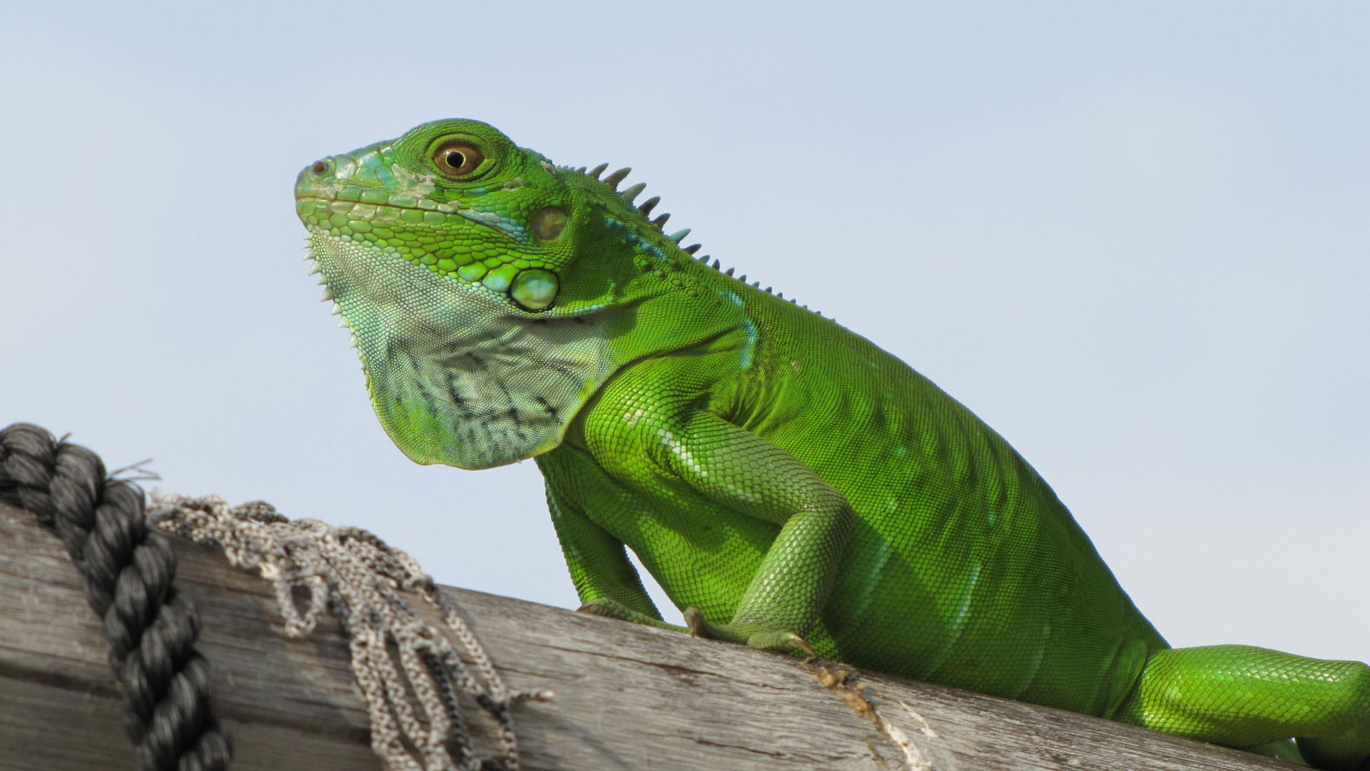 игуана, iguana, green, 4k (horizontal)