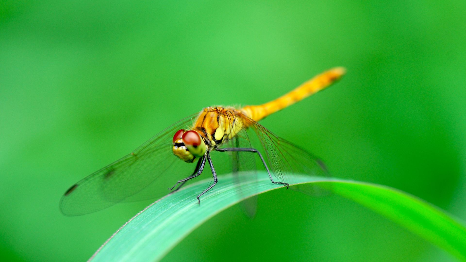 стрекоза, dragonfly, green, 4k (horizontal)