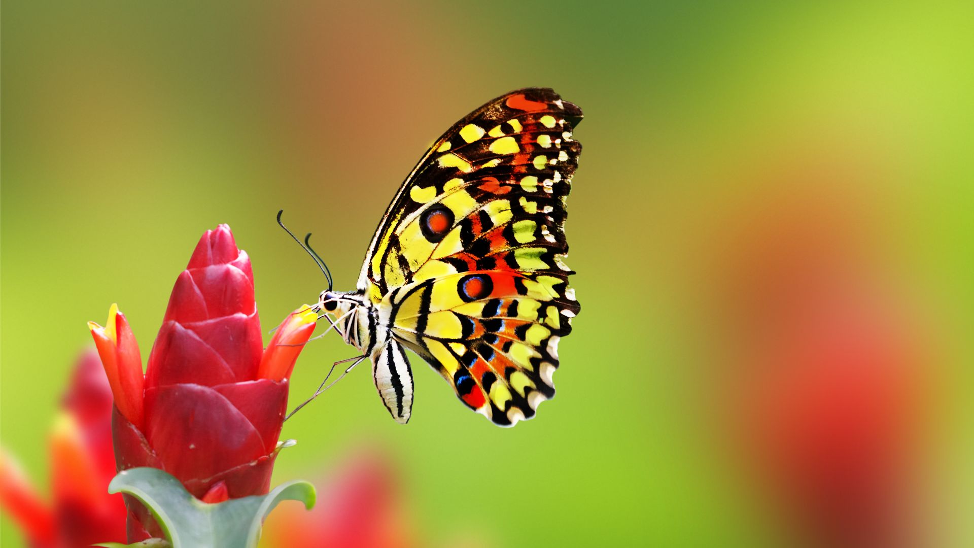 бабочка, butterfly, flowers, 4k (horizontal)