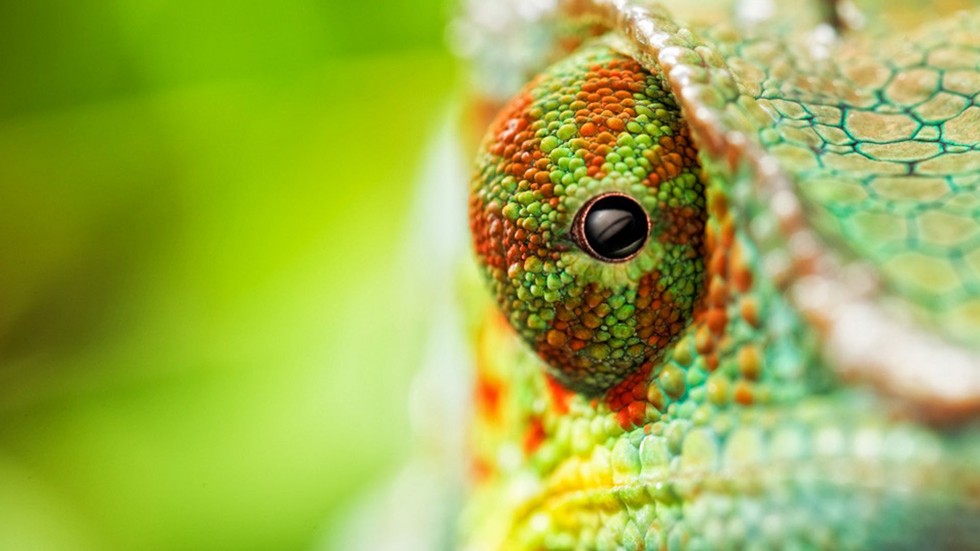 хамелеон, chameleon, eyes, 4k (horizontal)