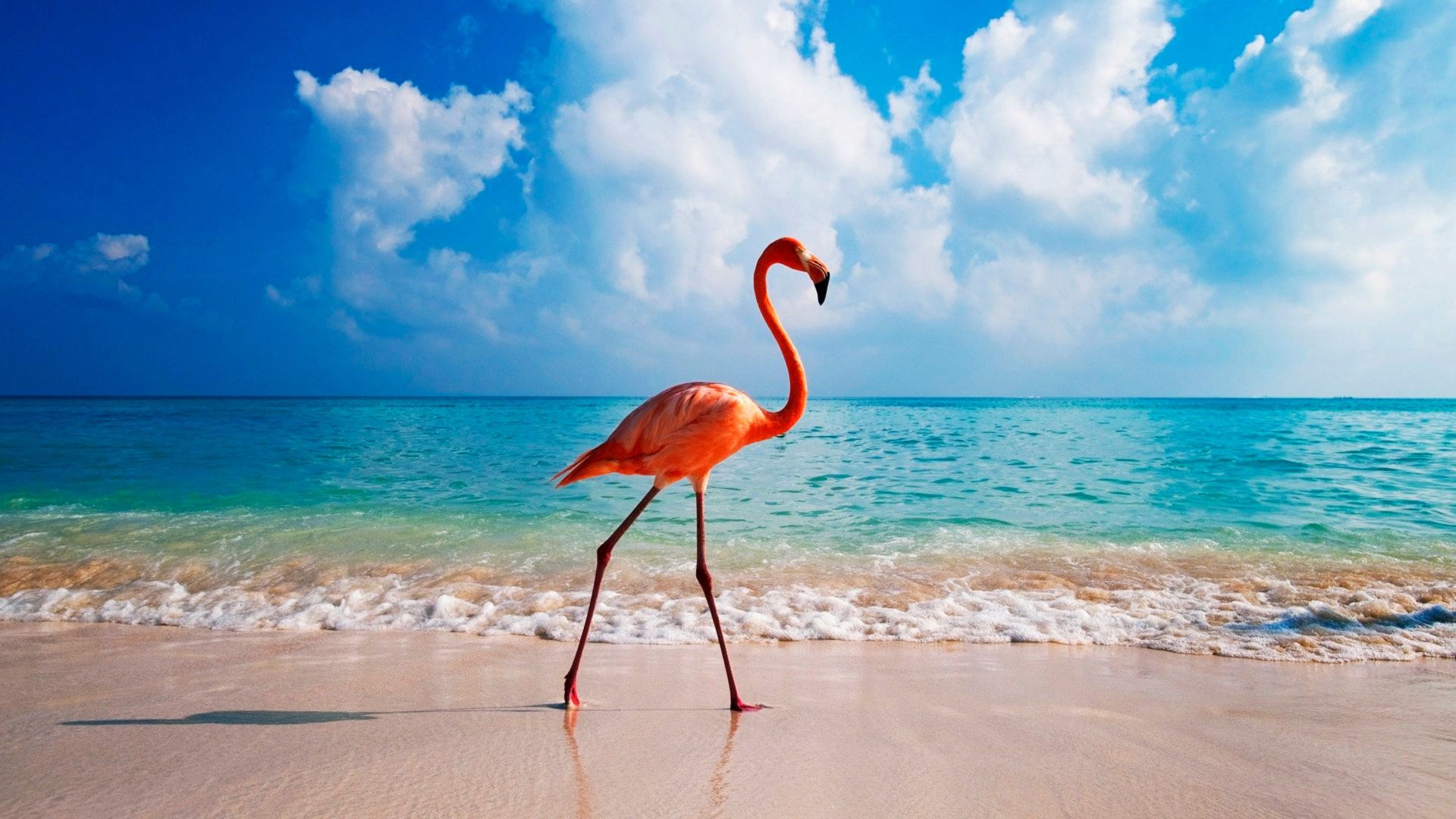 фламинго, птица, пляж, flamingo, bird, beach, ocean, 4k (horizontal)