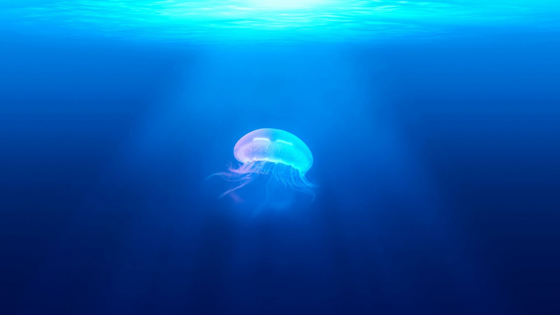 медуза, jellyfish, underwater (horizontal)