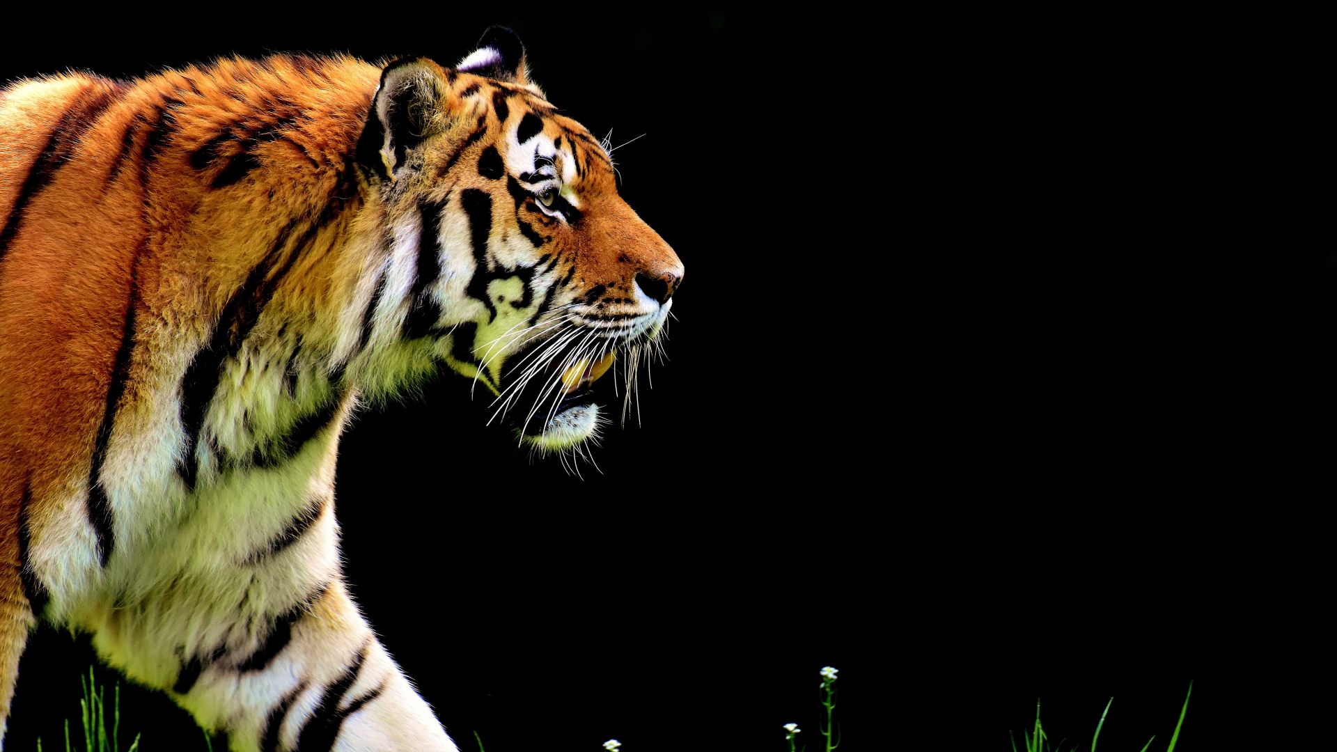 тигр, tiger, 4k (horizontal)