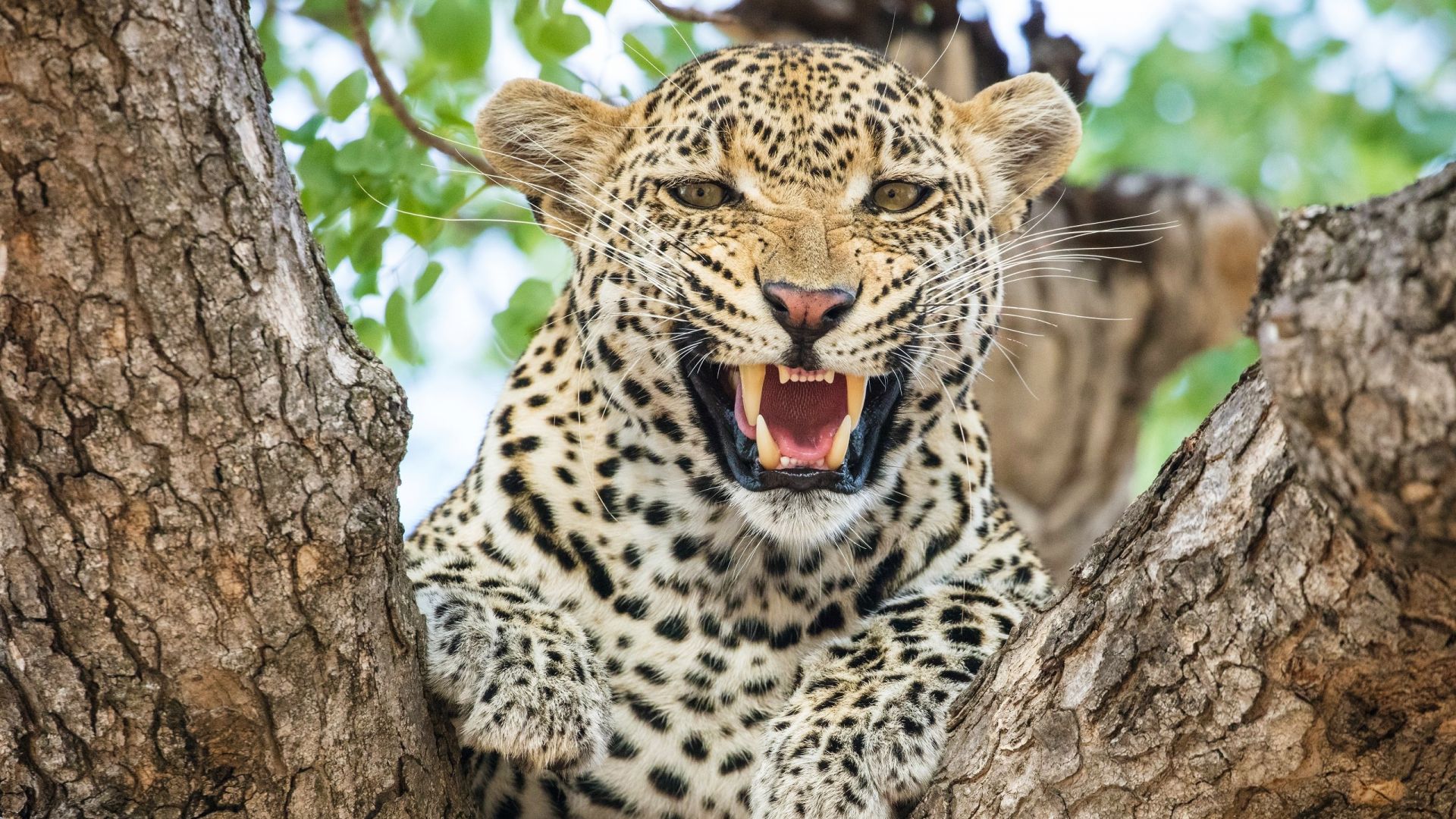 леопард, leopard, HD (horizontal)