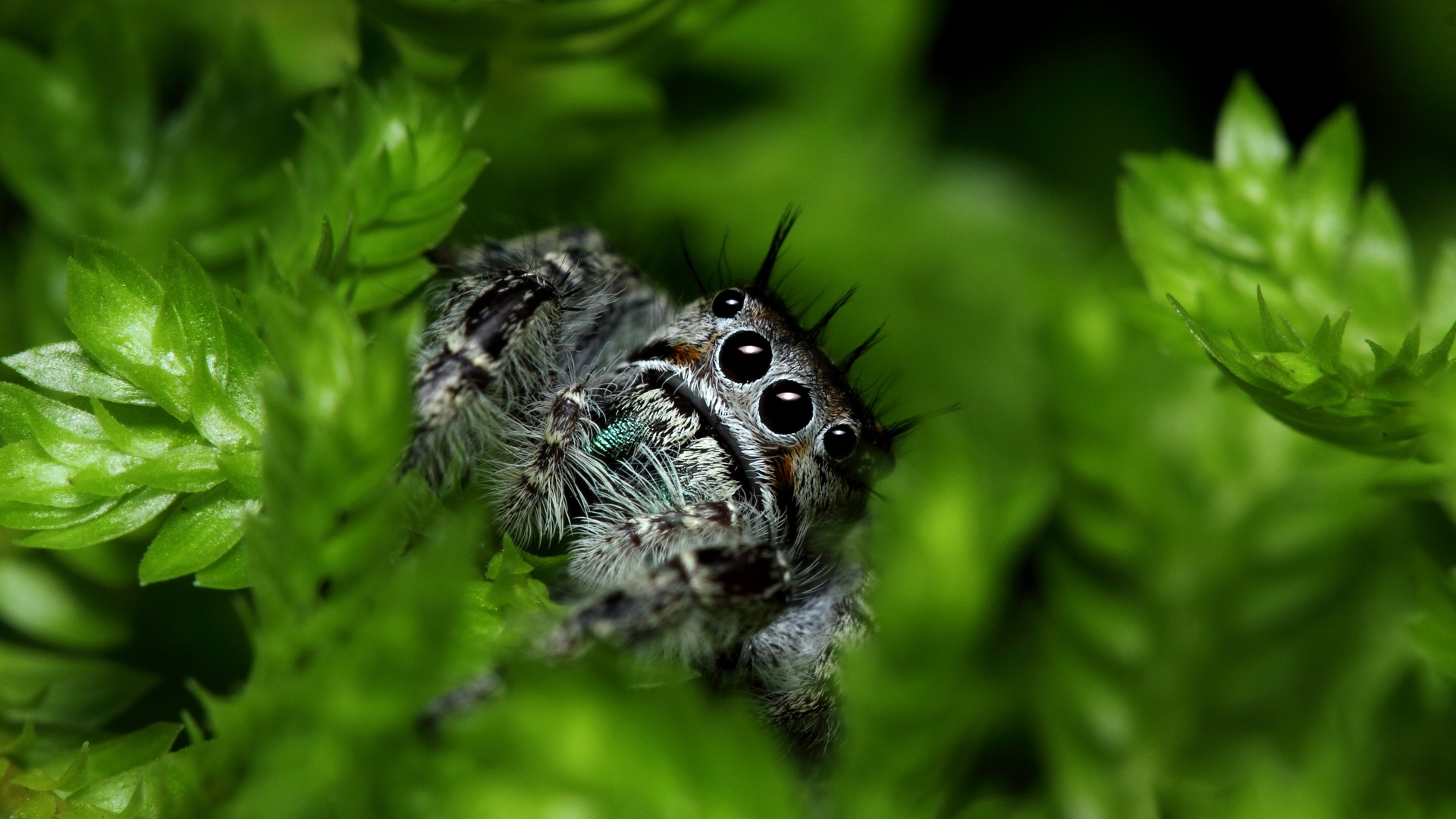 прыгающий паук, глаза, природа, насекомые, зеленый, милый, Jumping Spider, eyes, insects, leaves, green, nature, cute (horizontal)