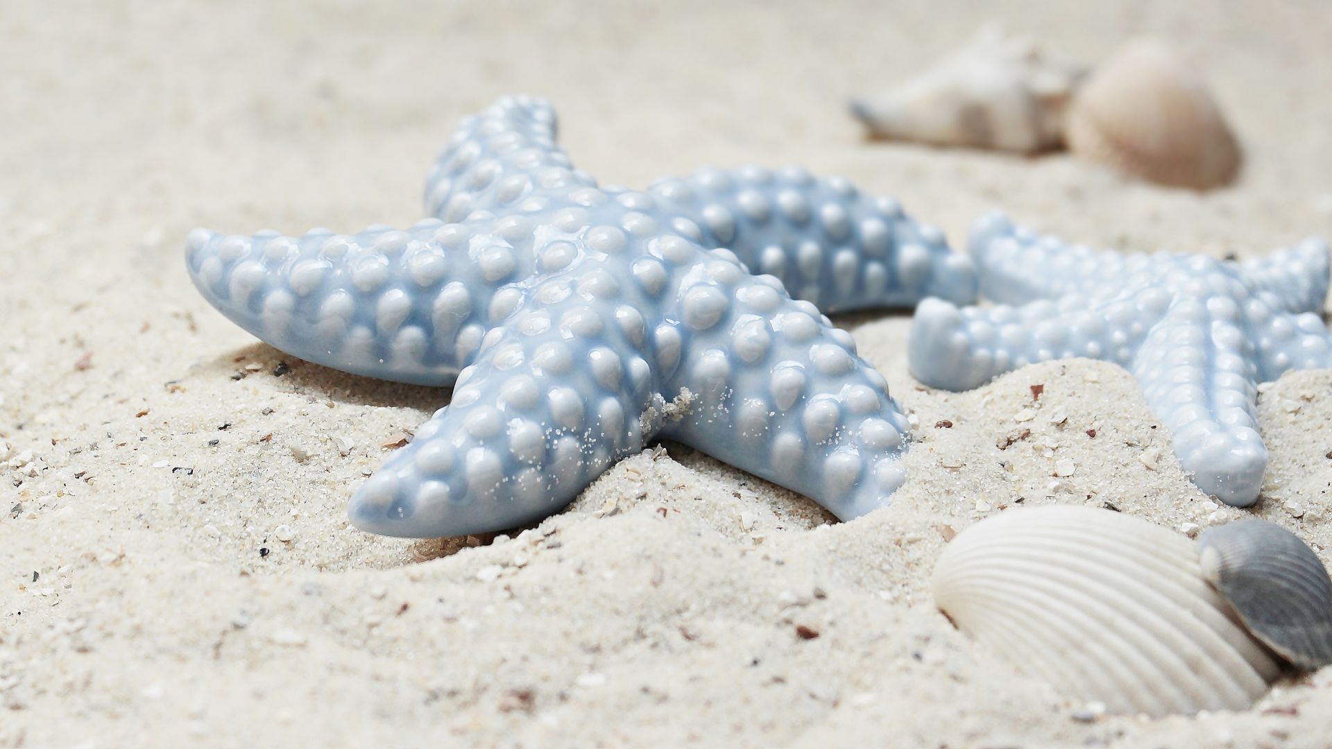 морские звезды, ракушка, берег, starfish, shell, shore, 5k (horizontal)