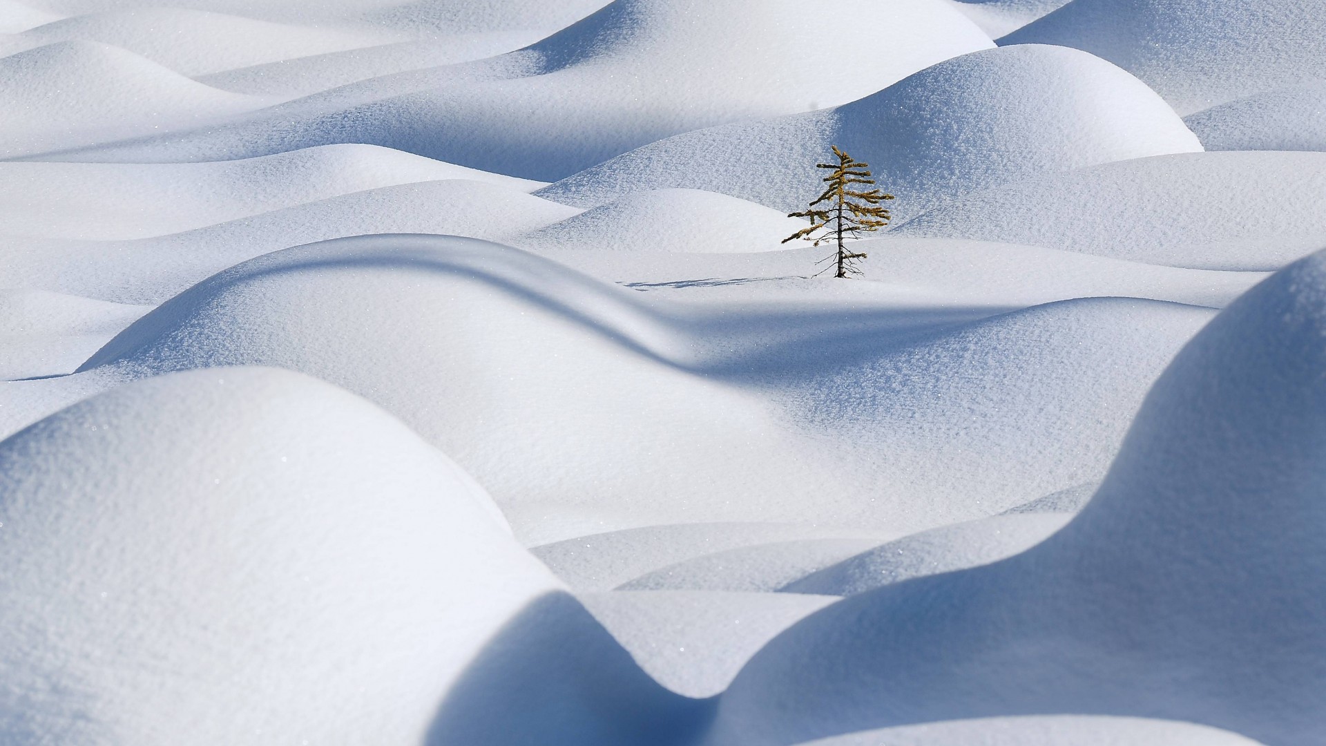 снег, 4k, HD, обои, Apple, Snow, 4k, HD wallpaper, Snowdrift, Clean, Fir-tree (horizontal)
