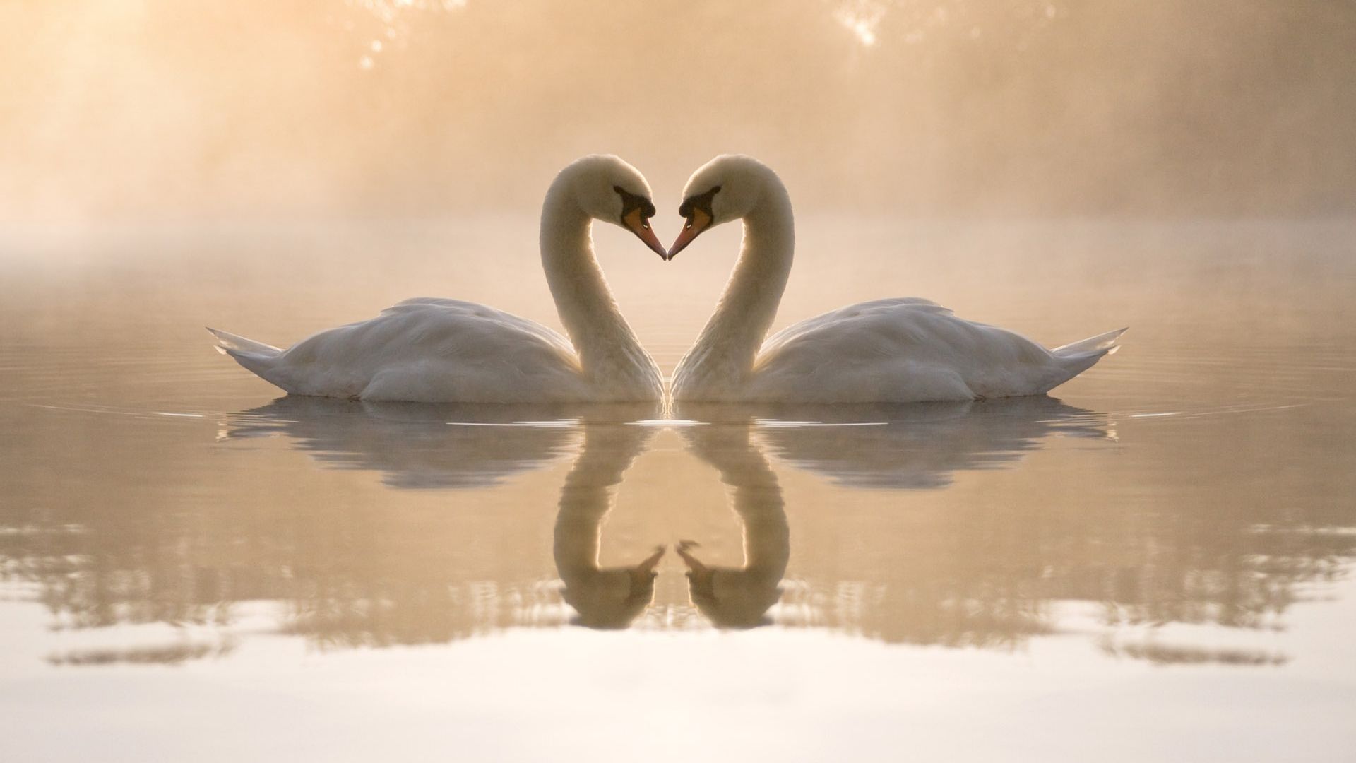 фото любовь, лебеди, love image, swan, couple, lake, 4k (horizontal)