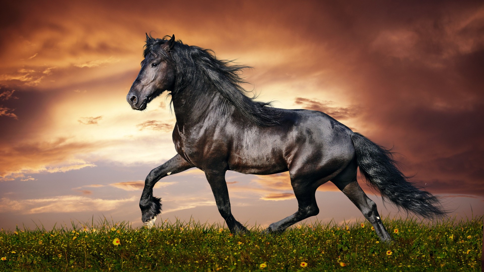 лошадь, 5k, 4k, копыта, грива, скачет, черная, белый фон, арт, horse, 5k, 4k wallpaper, hooves, mane, galloping, black, sunset, green grass, sky, clouds (horizontal)