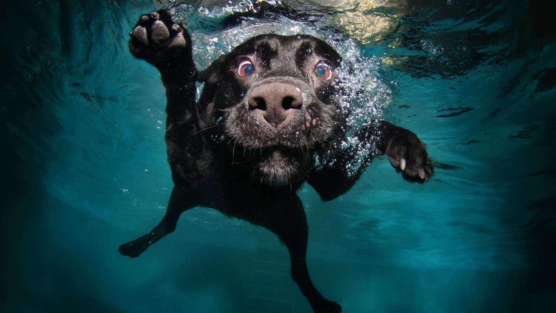Собака, 5k, 4k, щенок, черный, подводный, забавный, животные, питомец, водные пузыри, Dog, 5k, 4k wallpaper, puppy, black, underwater, funny, animal, pet, water bubbles (horizontal)