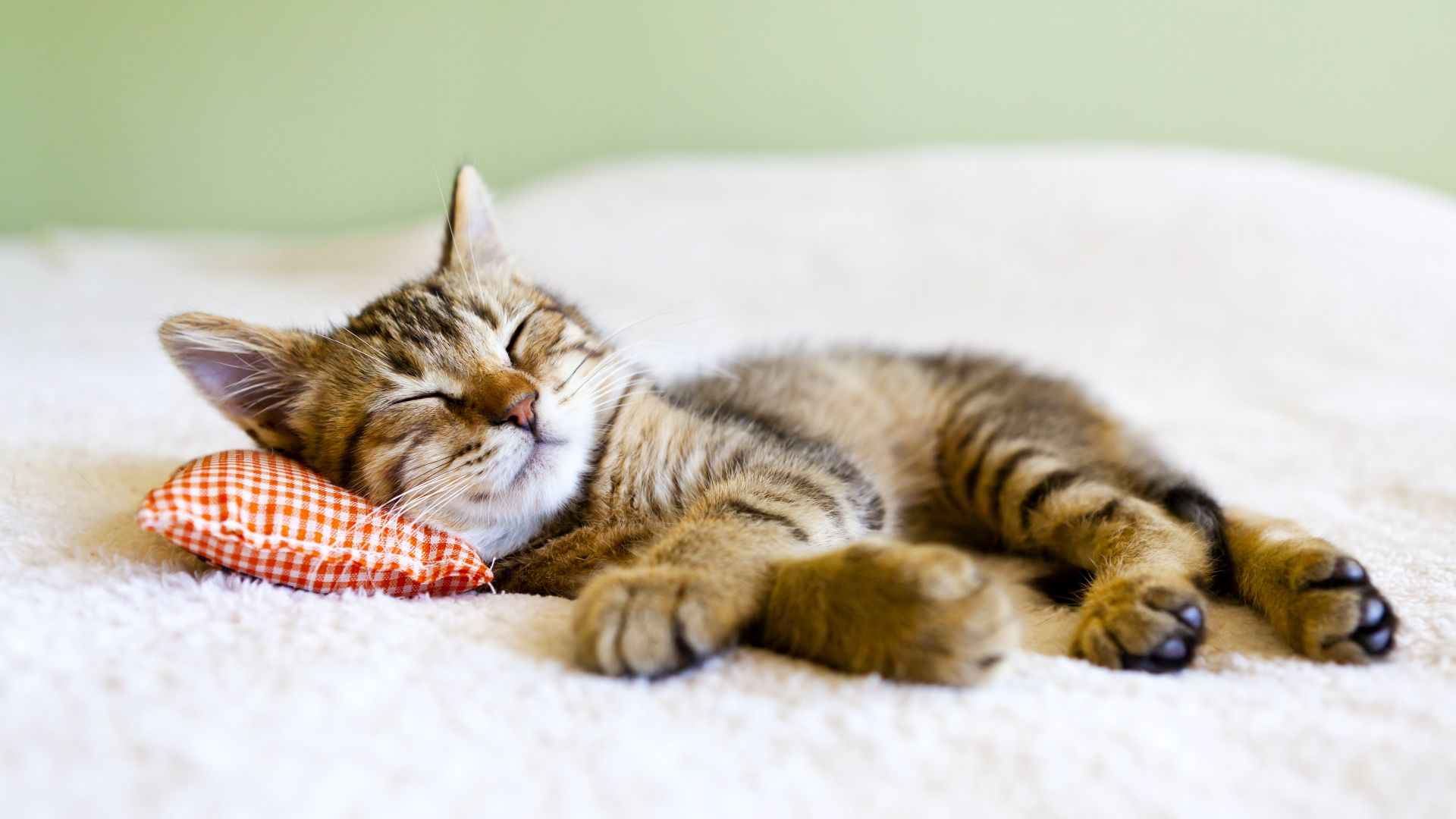 кот, cat, cute animals, sleep, 5k (horizontal)