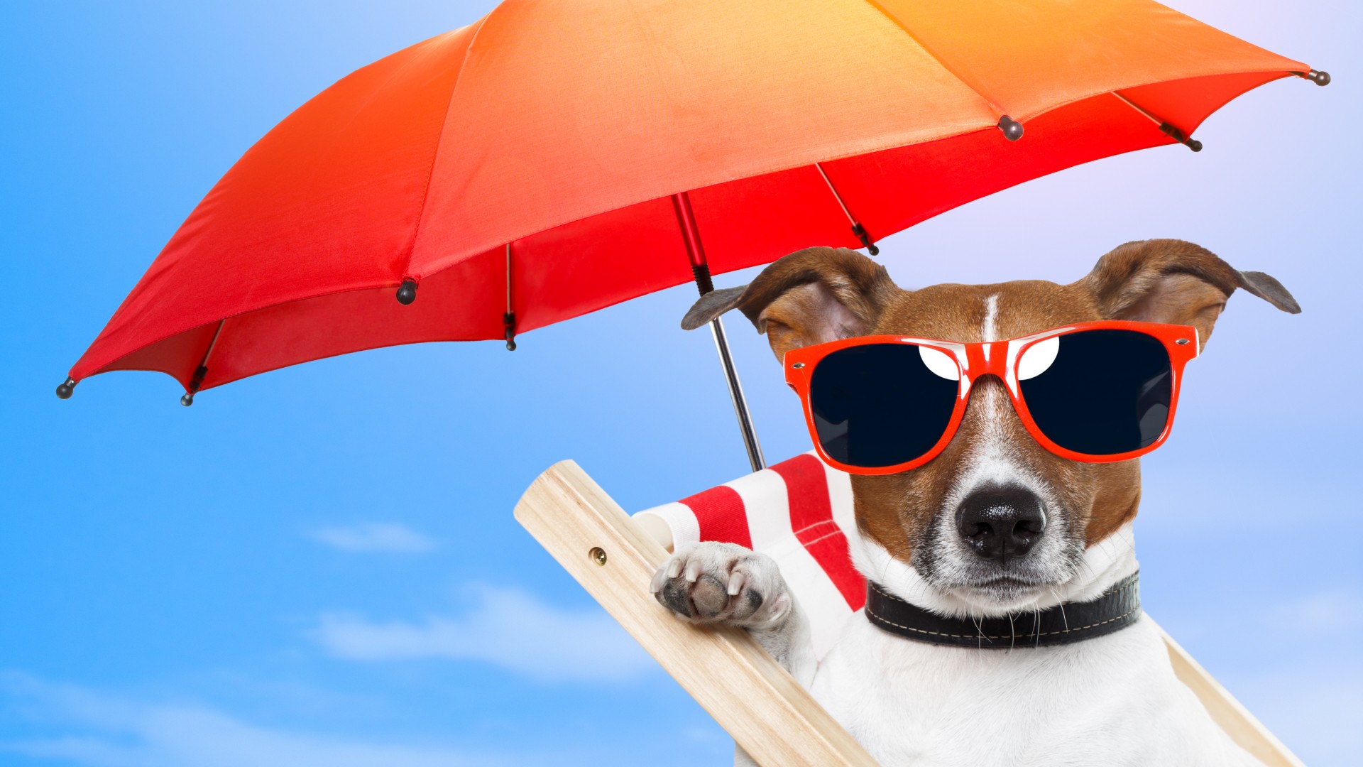 собака, 5k, 4k, 8k, щенок, солнце, лето, пляж, очки, зонтик, отдых, животное, питомец, небо, Dog, 5k, 4k wallpaper, 8k, puppy, sun, summer, beach, sunglasses, umbrella, vacation, animal, pet, sky (horizontal)