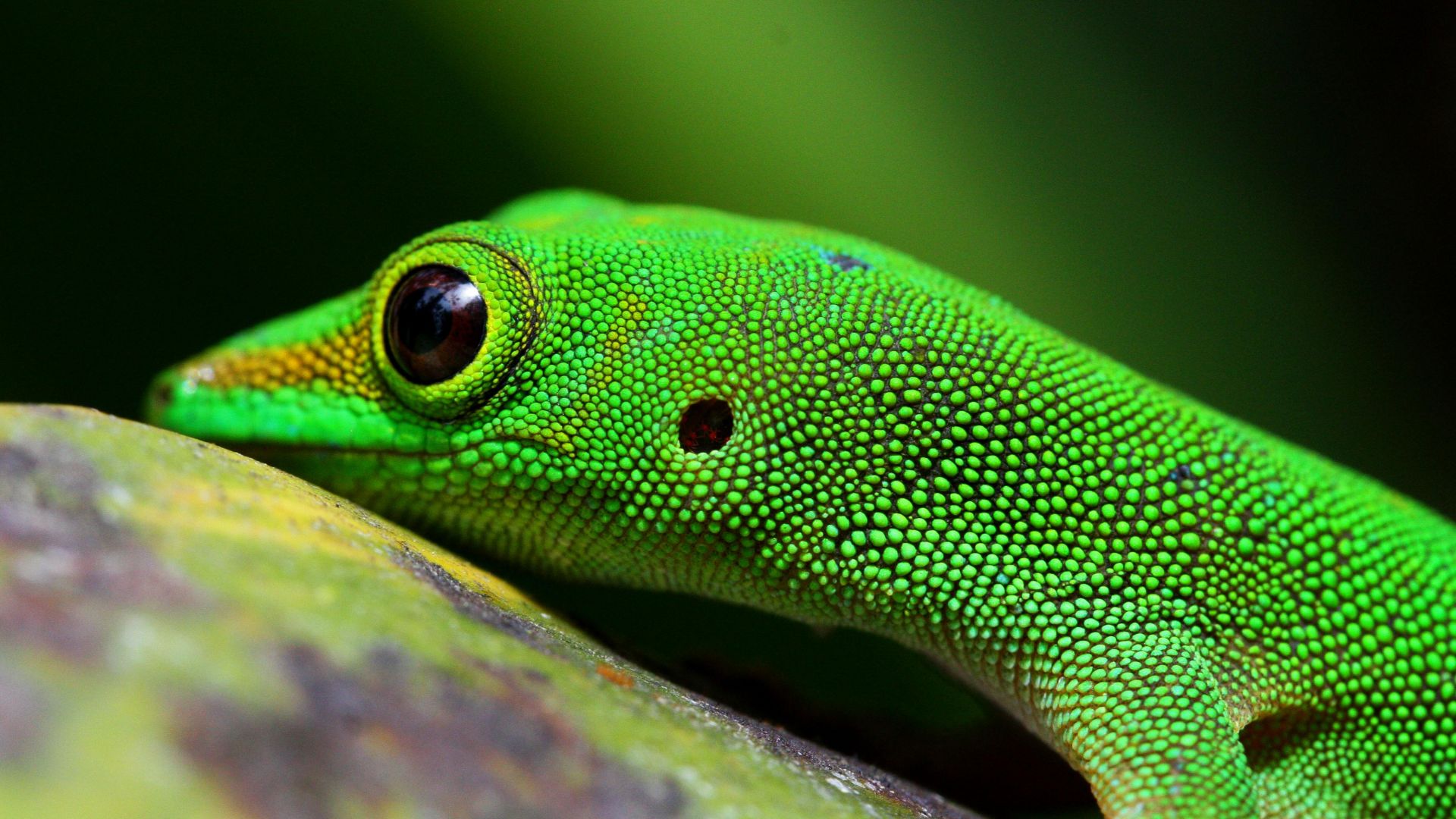 Геккон, Gecko, reptile, green, 4k (horizontal)