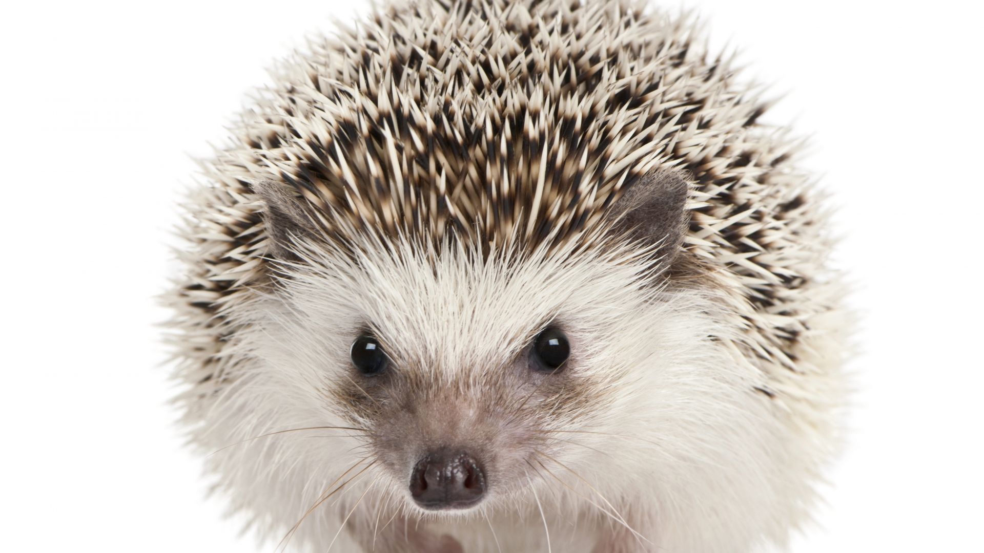 еж, hedgehog, cute animals, 5k (horizontal)