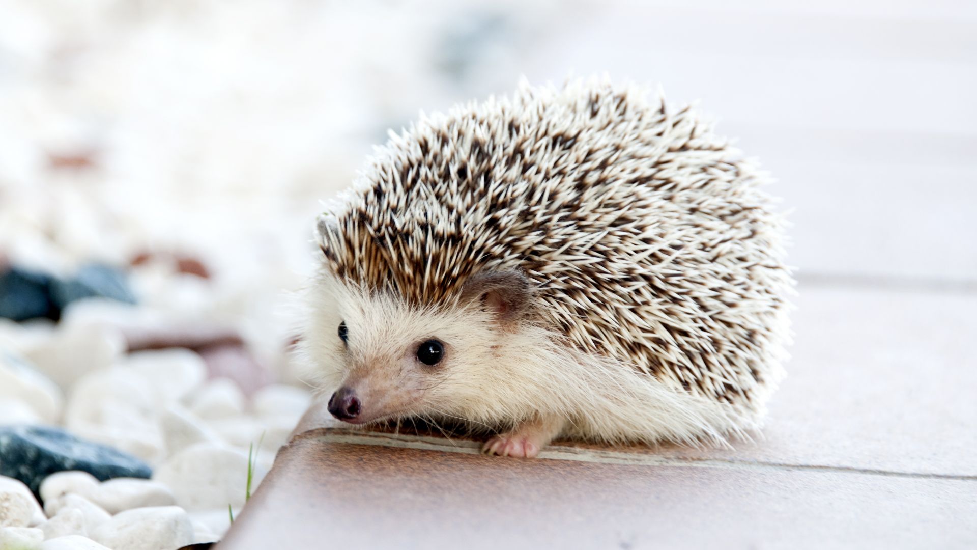 еж, hedgehog, cute animals, 4k (horizontal)