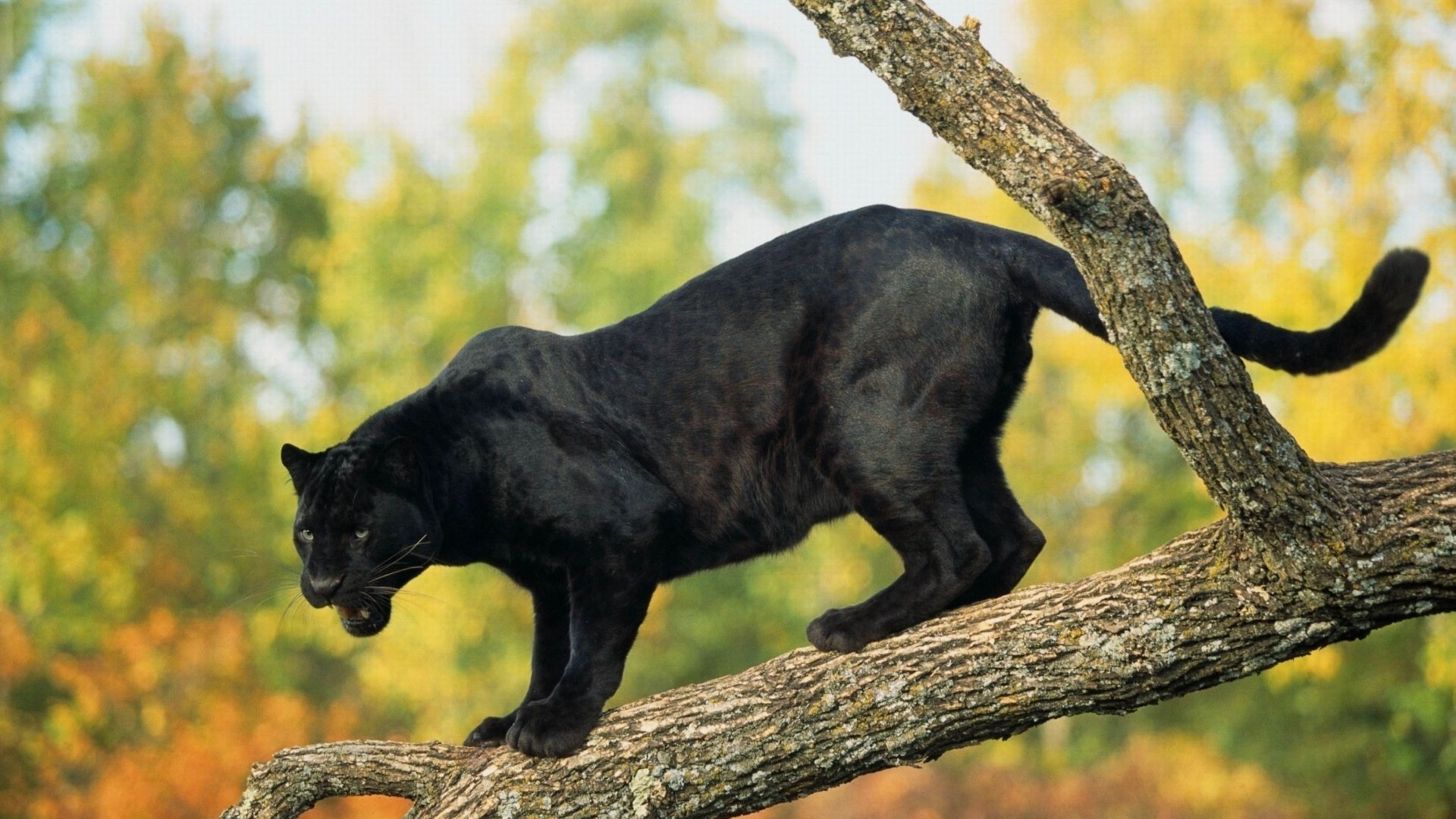 пантера, panther, black, 4k (horizontal)