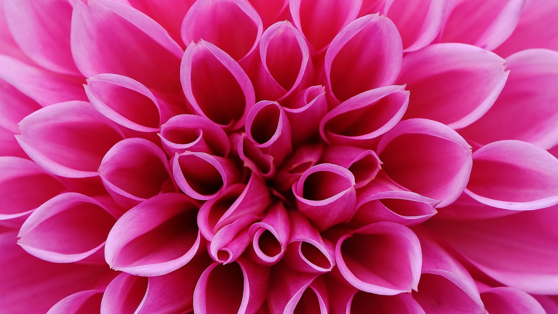 цветок, flower, pink, 4k (horizontal)