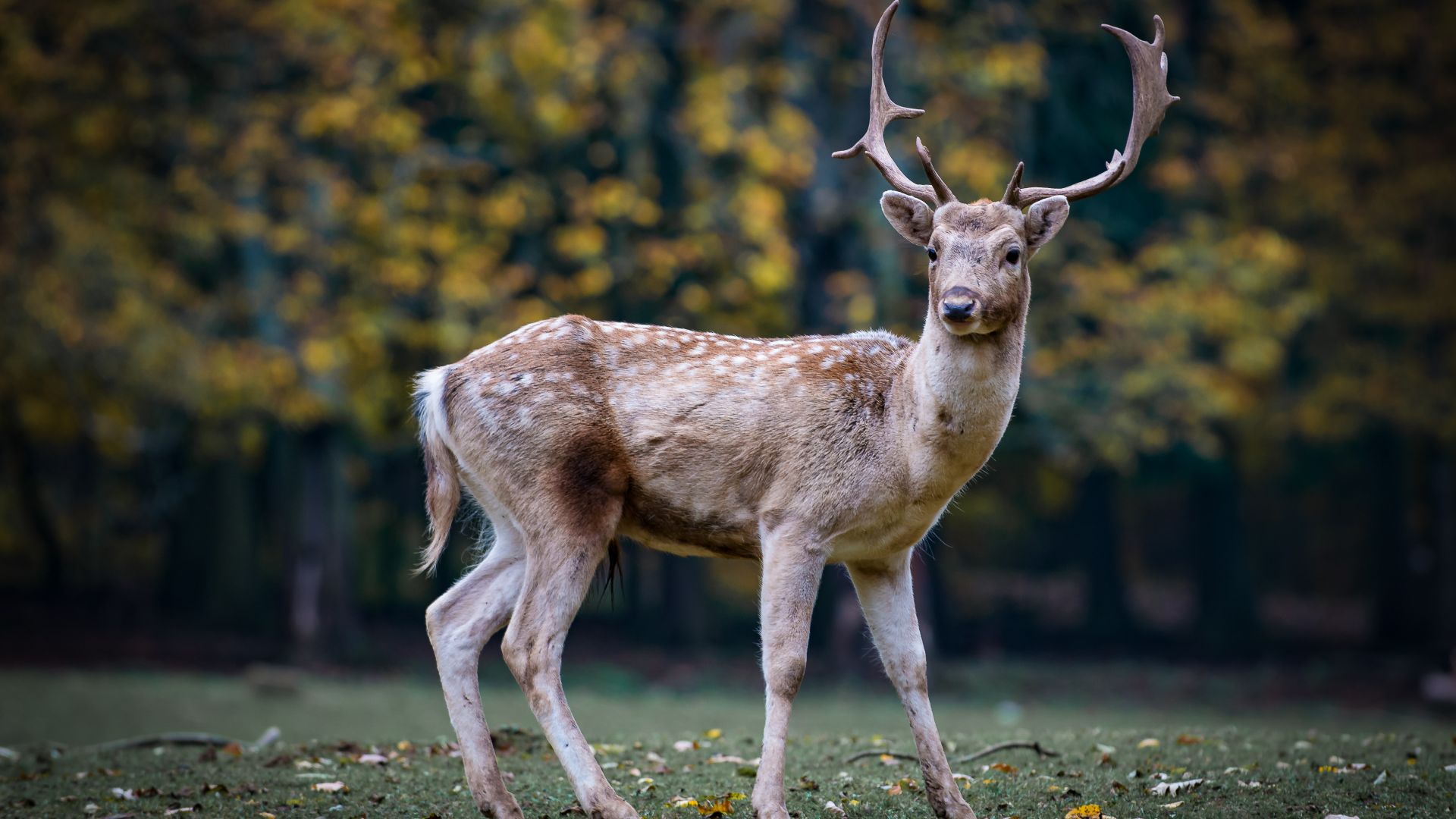 олень, deer, cute animals, 5k (horizontal)