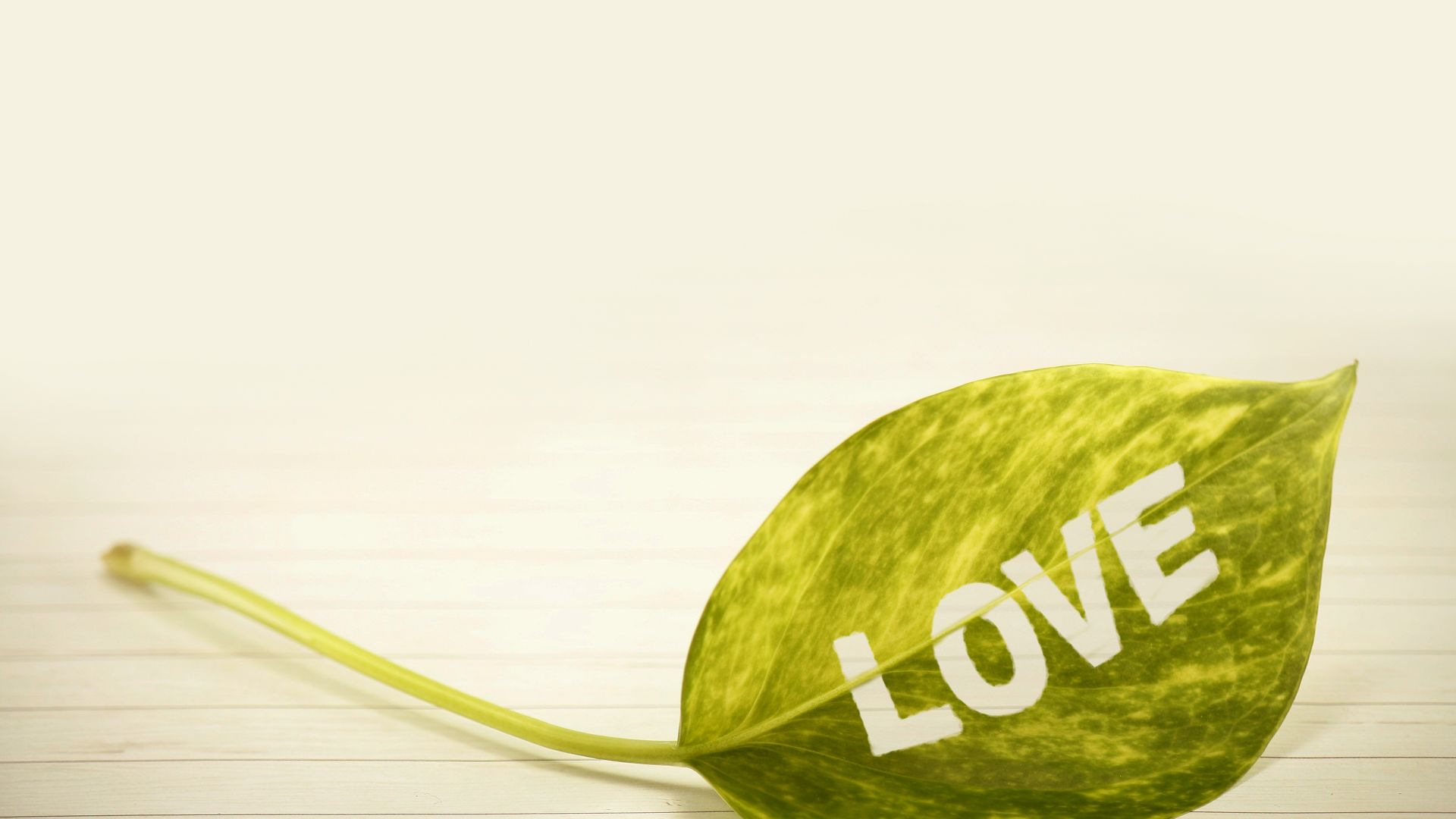фото любовь, love image, leaf, 4k (horizontal)