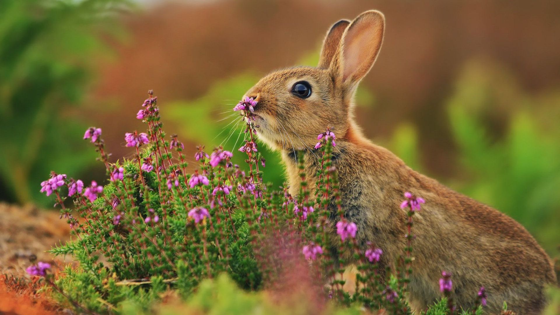 кролик, rabbit, cute animals, flowers, 4k (horizontal)