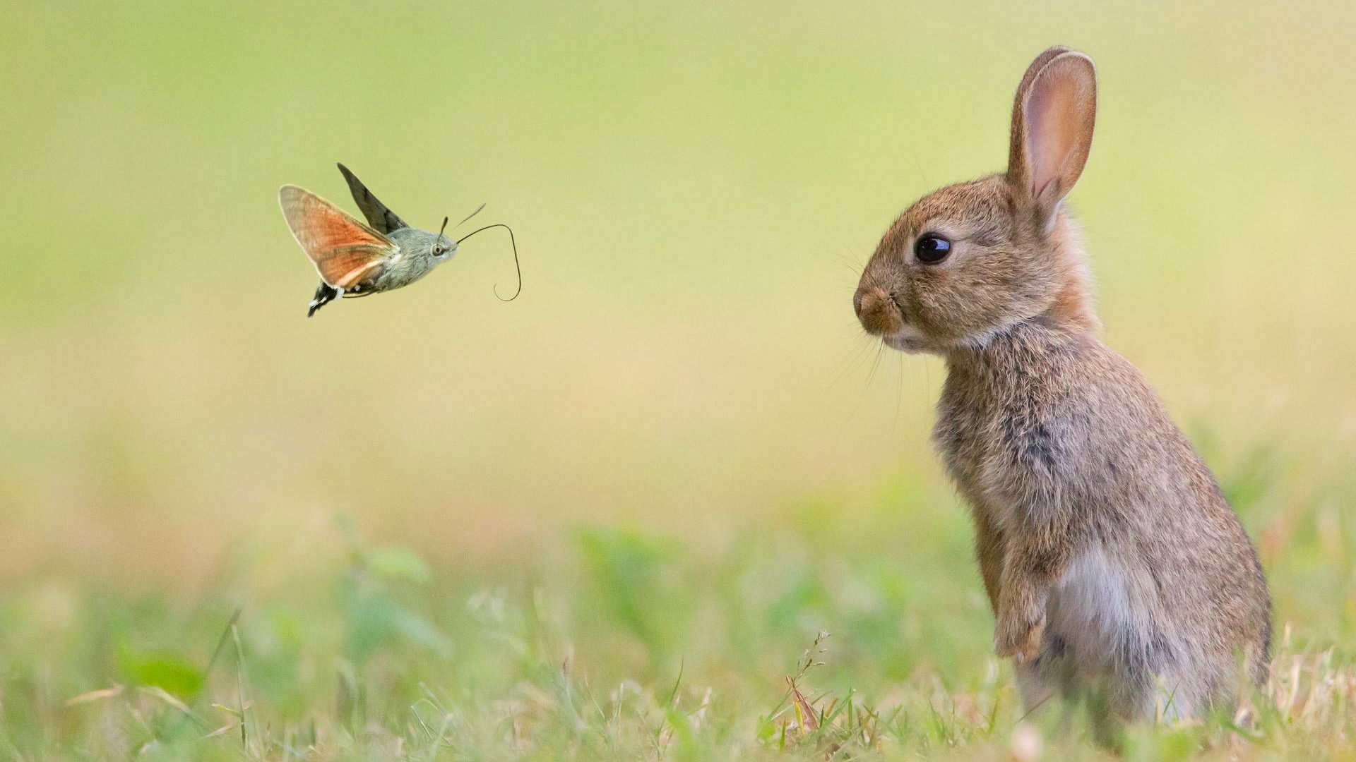 кролик, бабочка, rabbit, cute animals, butterfly, 4k (horizontal)