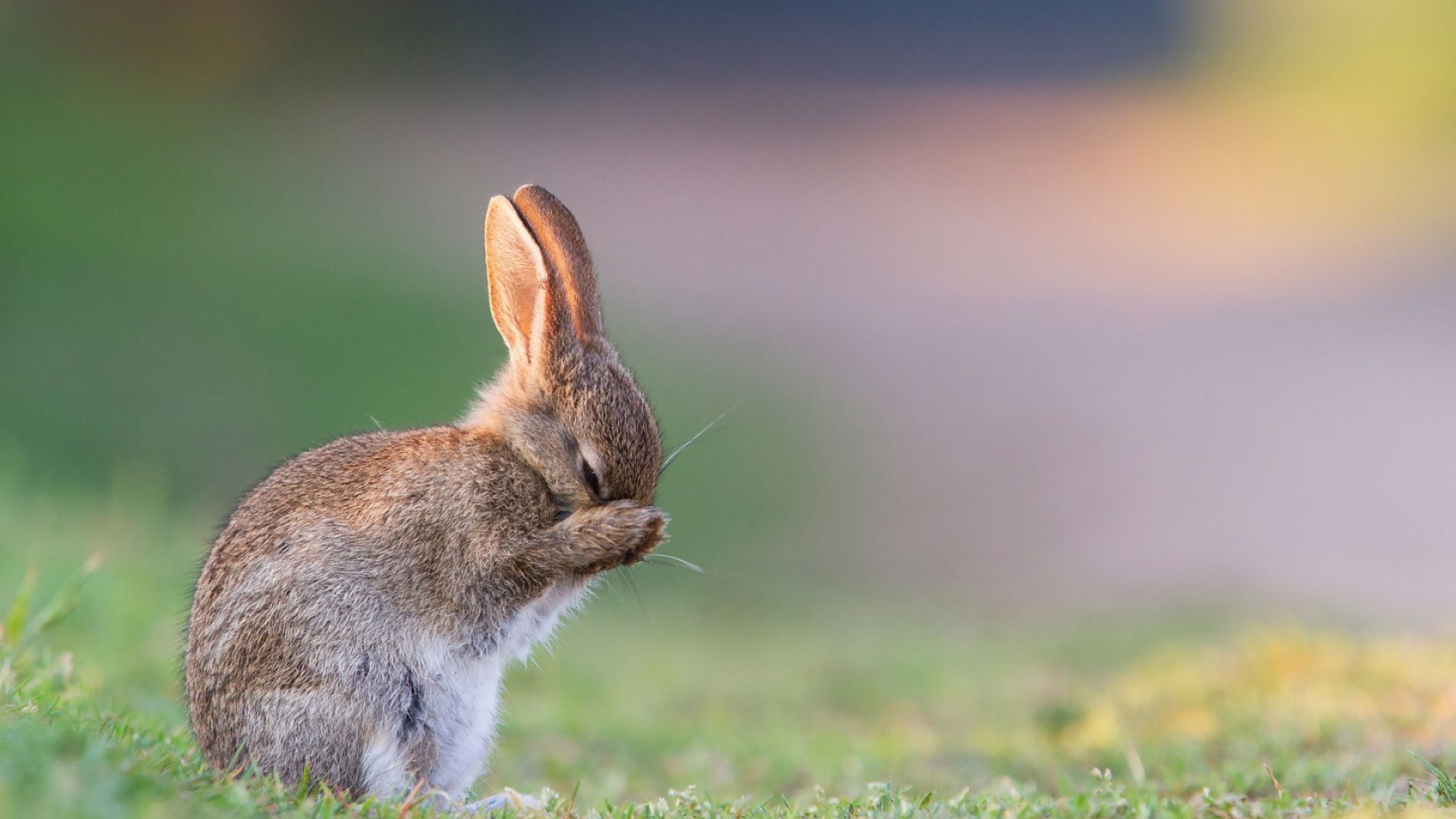 кролик, rabbit, cute animals, 4k (horizontal)