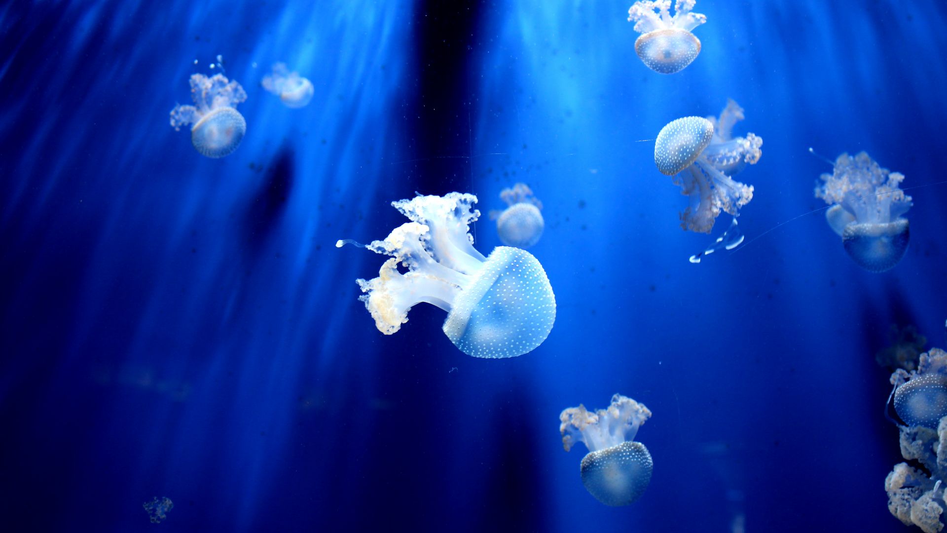 медуза, jellyfish, underwater, 5k (horizontal)
